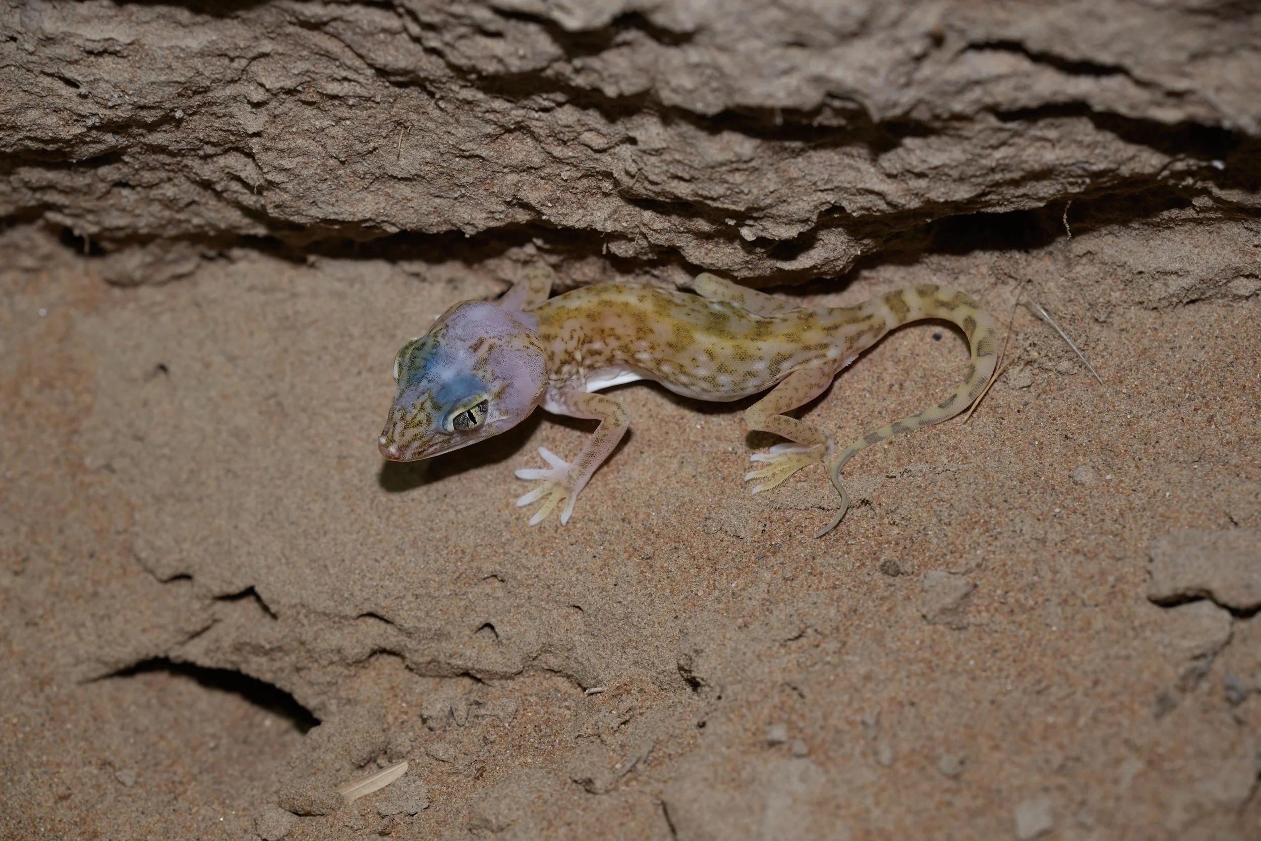 Eastern Sand Gecko (Stenodactylus leptocosymbotes)