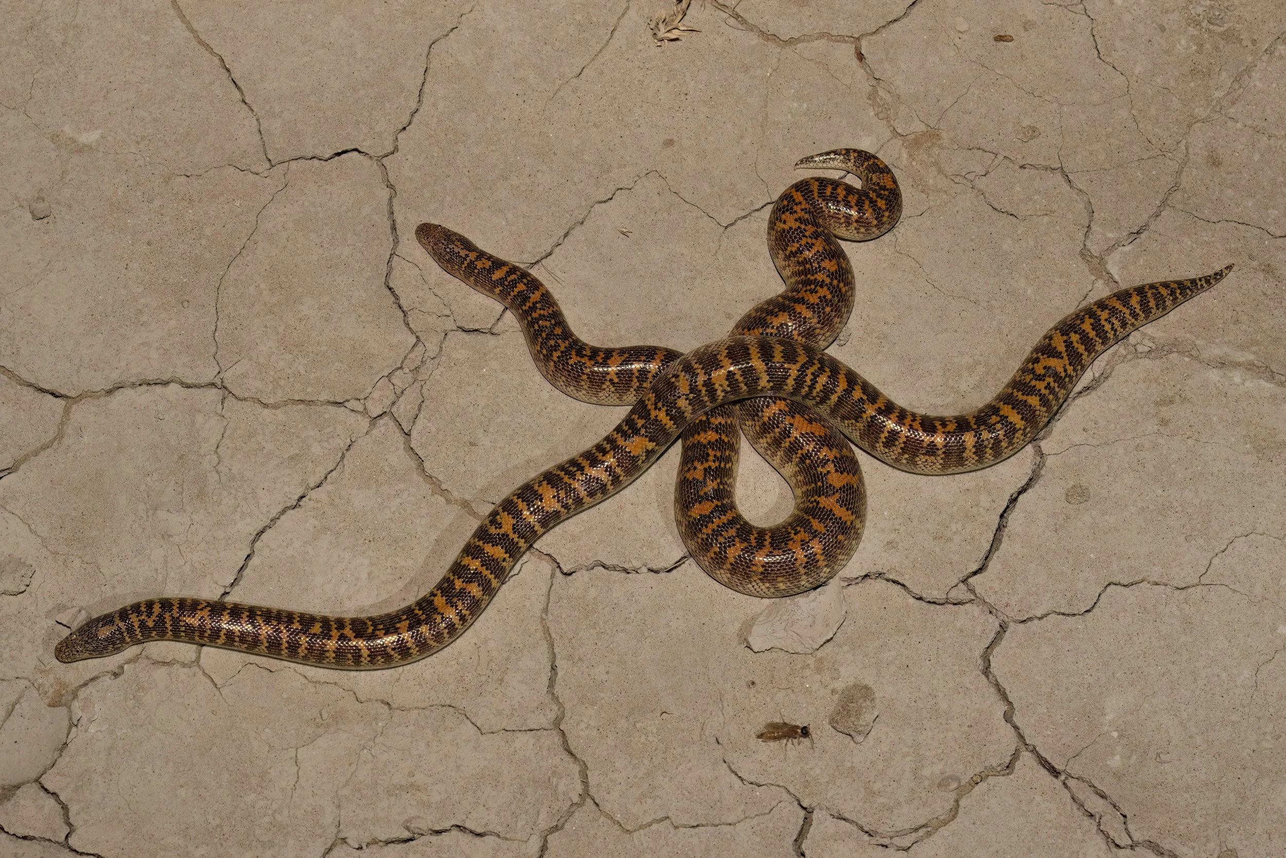 A patterned snake on a cracked beige floor with a small insect nearby.