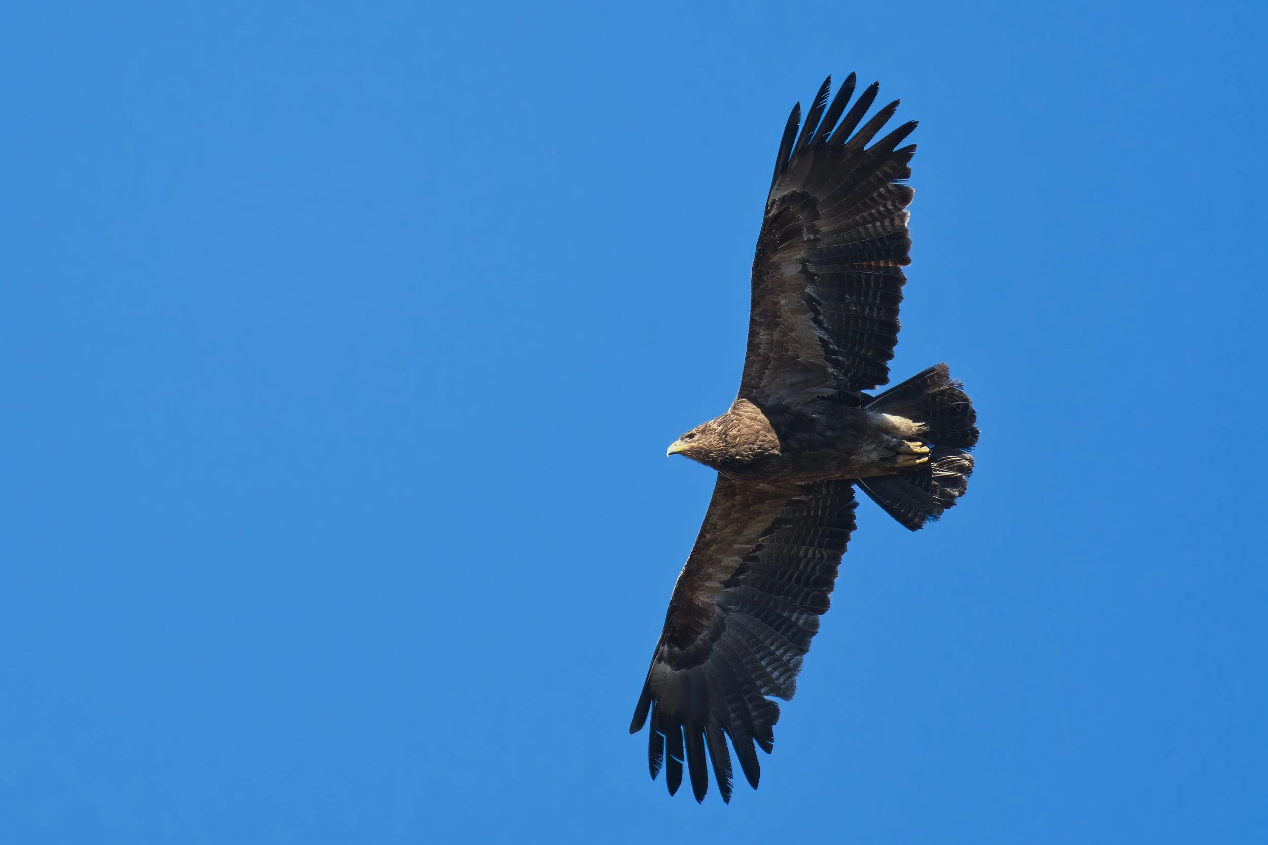 Birds migration lebanon