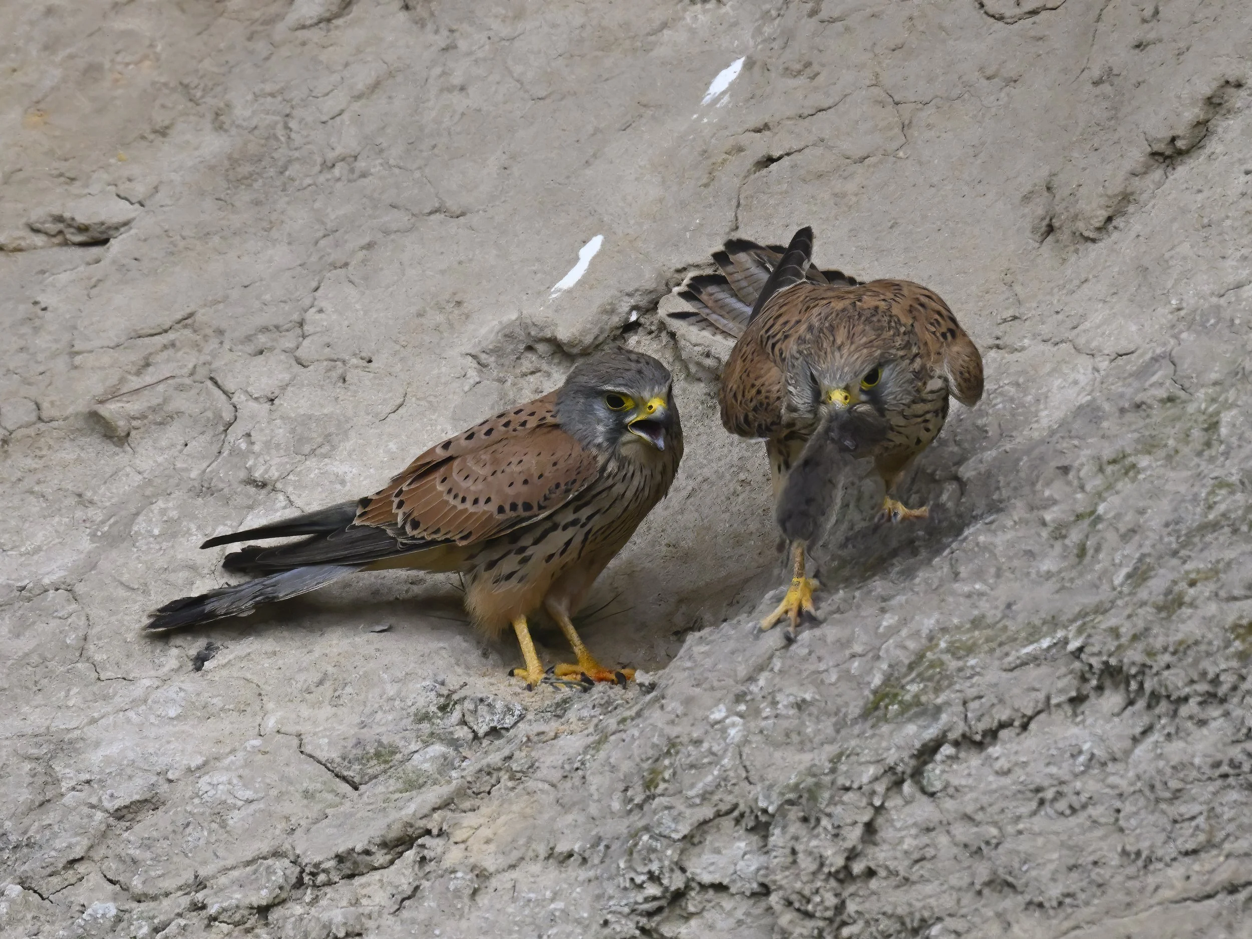 Birds of prey eating
