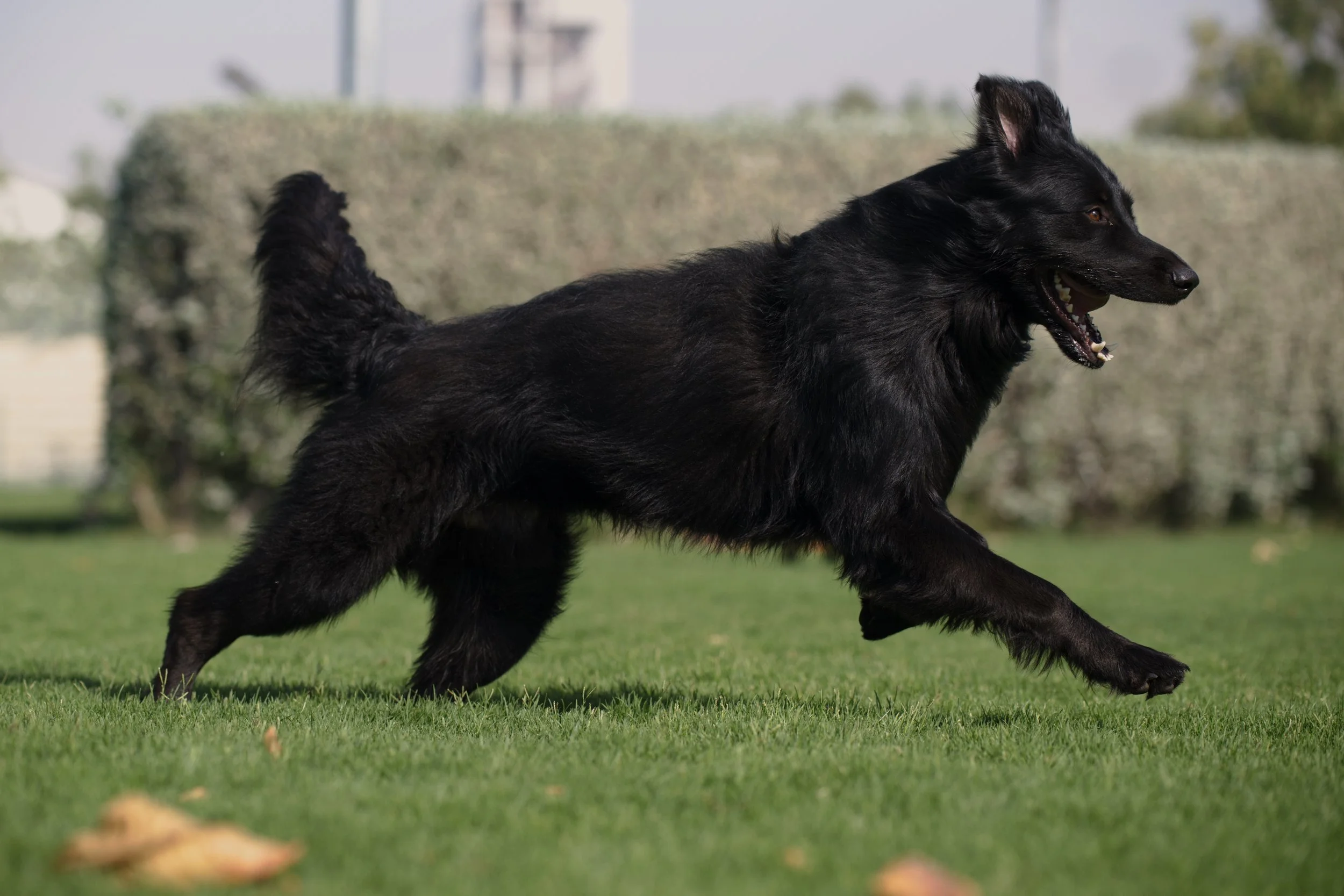 Adopt dog in RAK