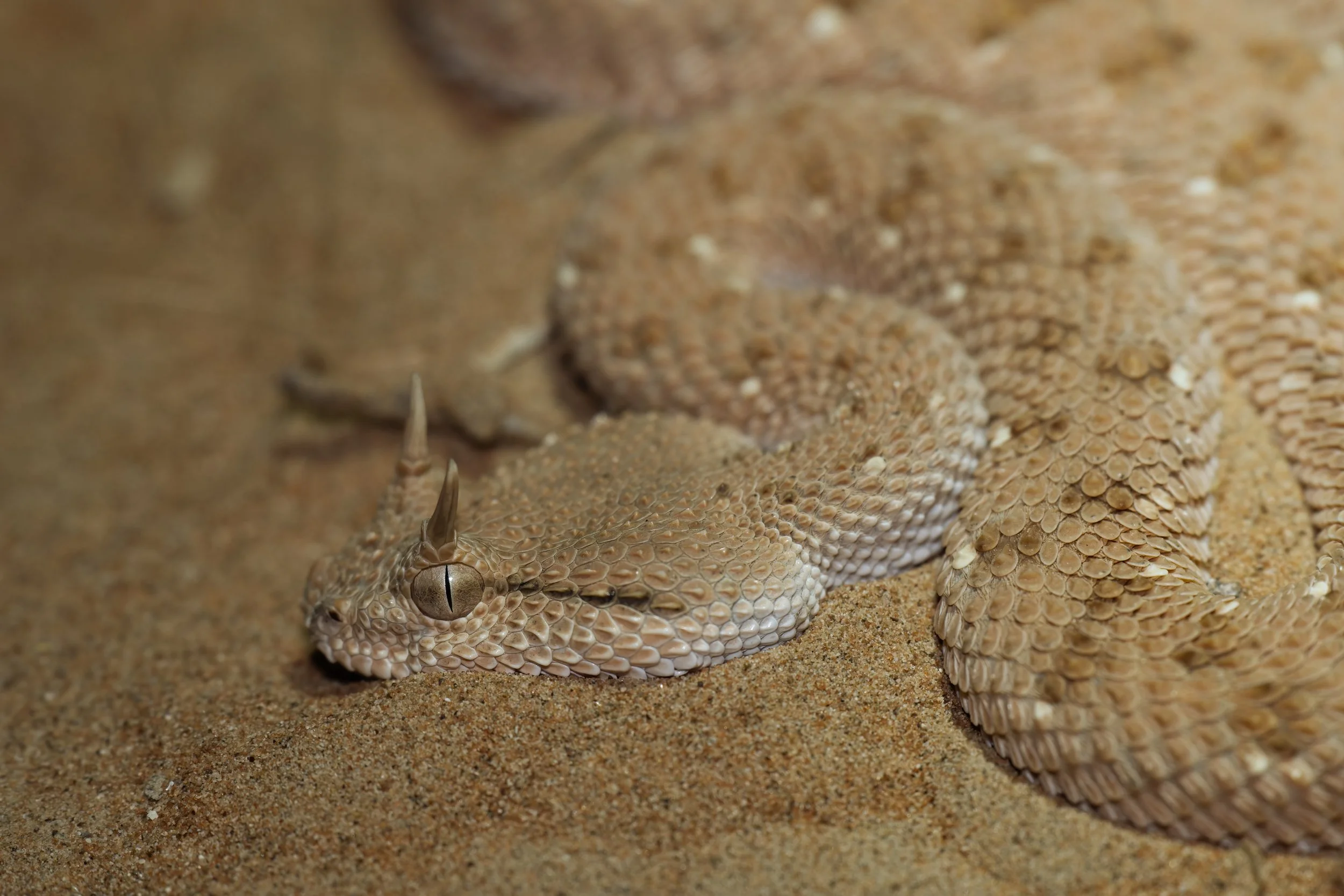 Arabian Horned Viper_Z090594.jpeg