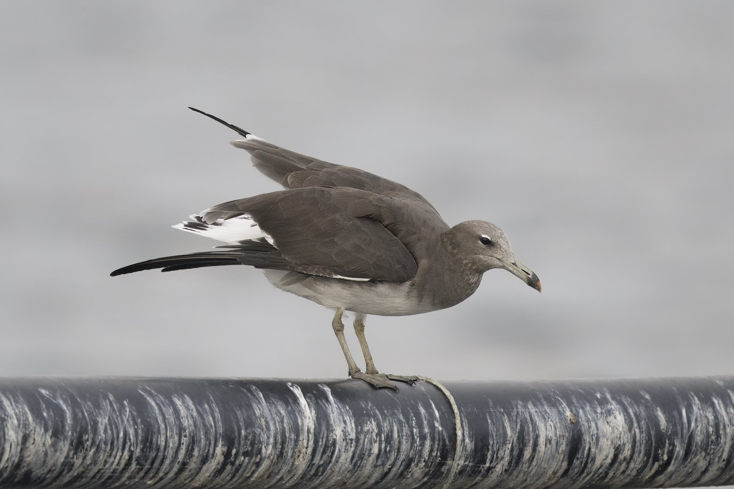 Sooty Gull (Larus hemprichii)
