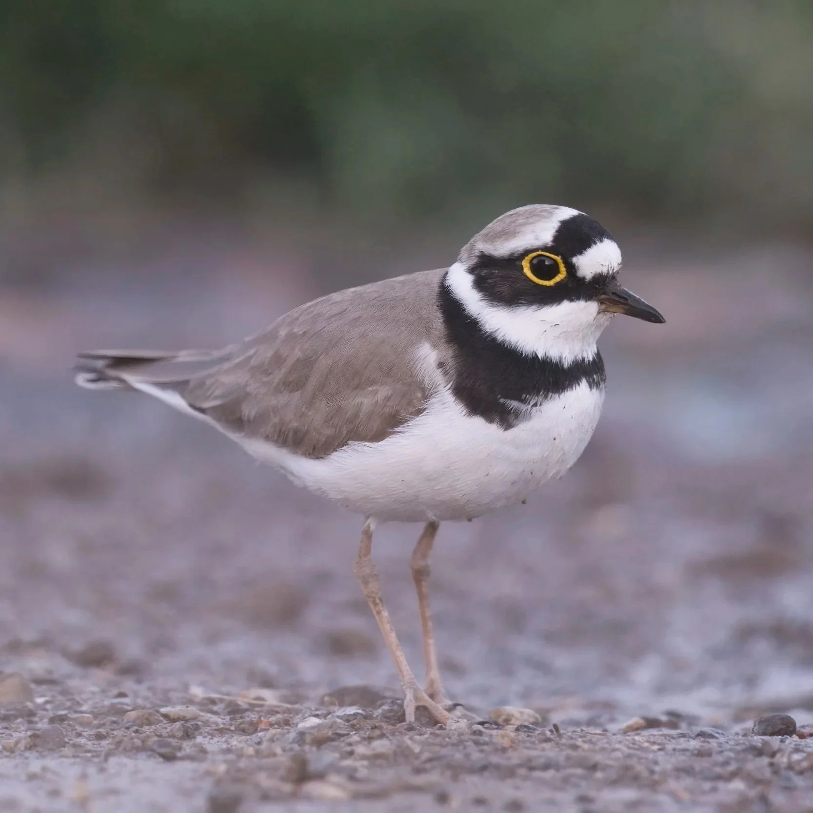 Birds of the Middle east