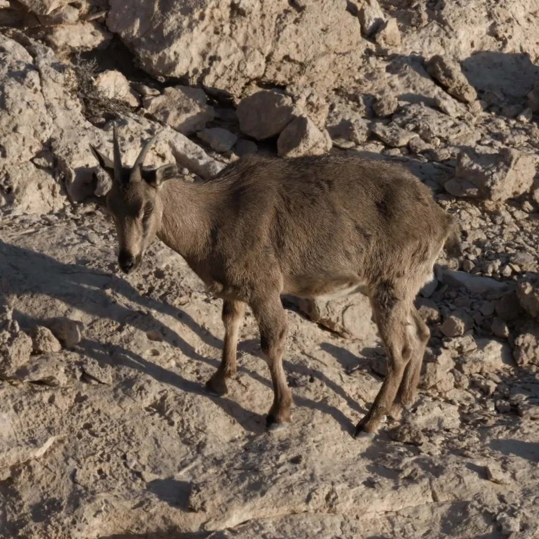 Arabian Tahr \ Arabitragus jayakari