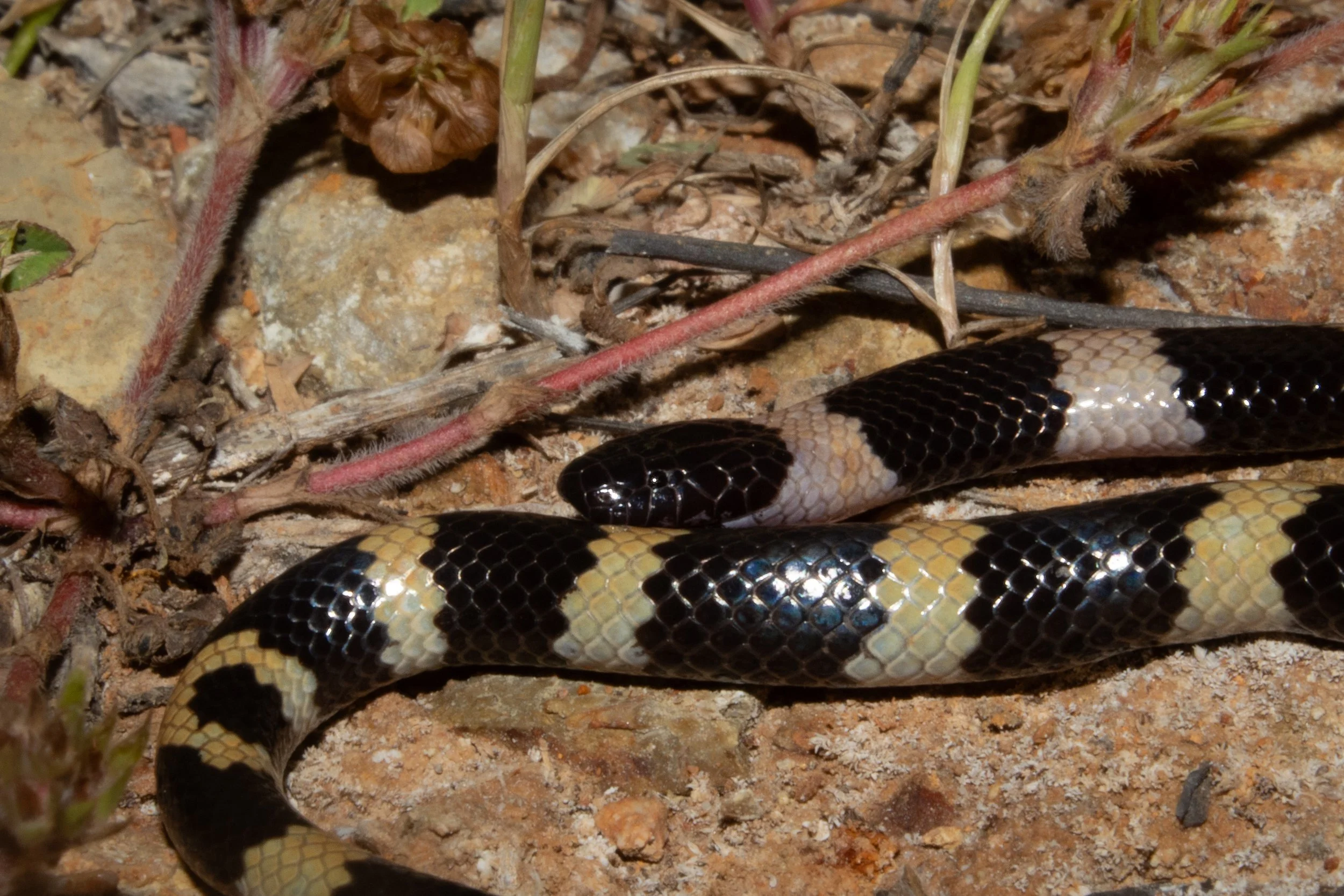 Photo credit: Shady Akl