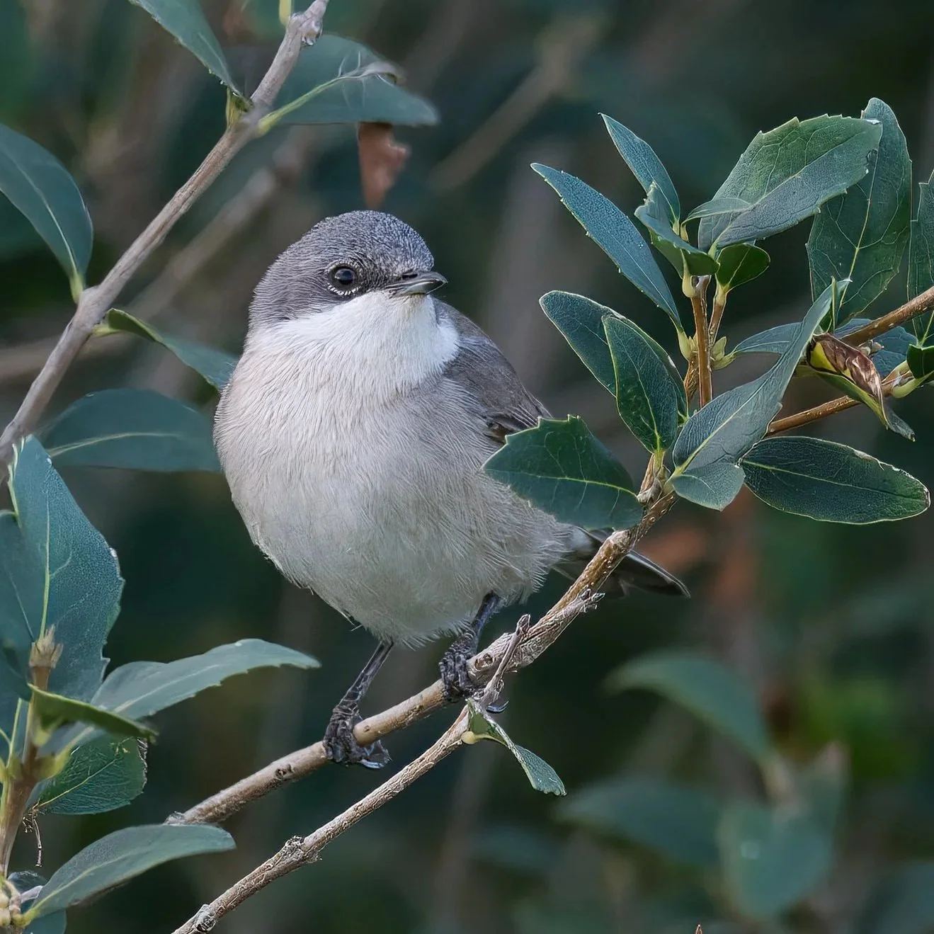 Lesser Whitethroat (Curruca curruca)