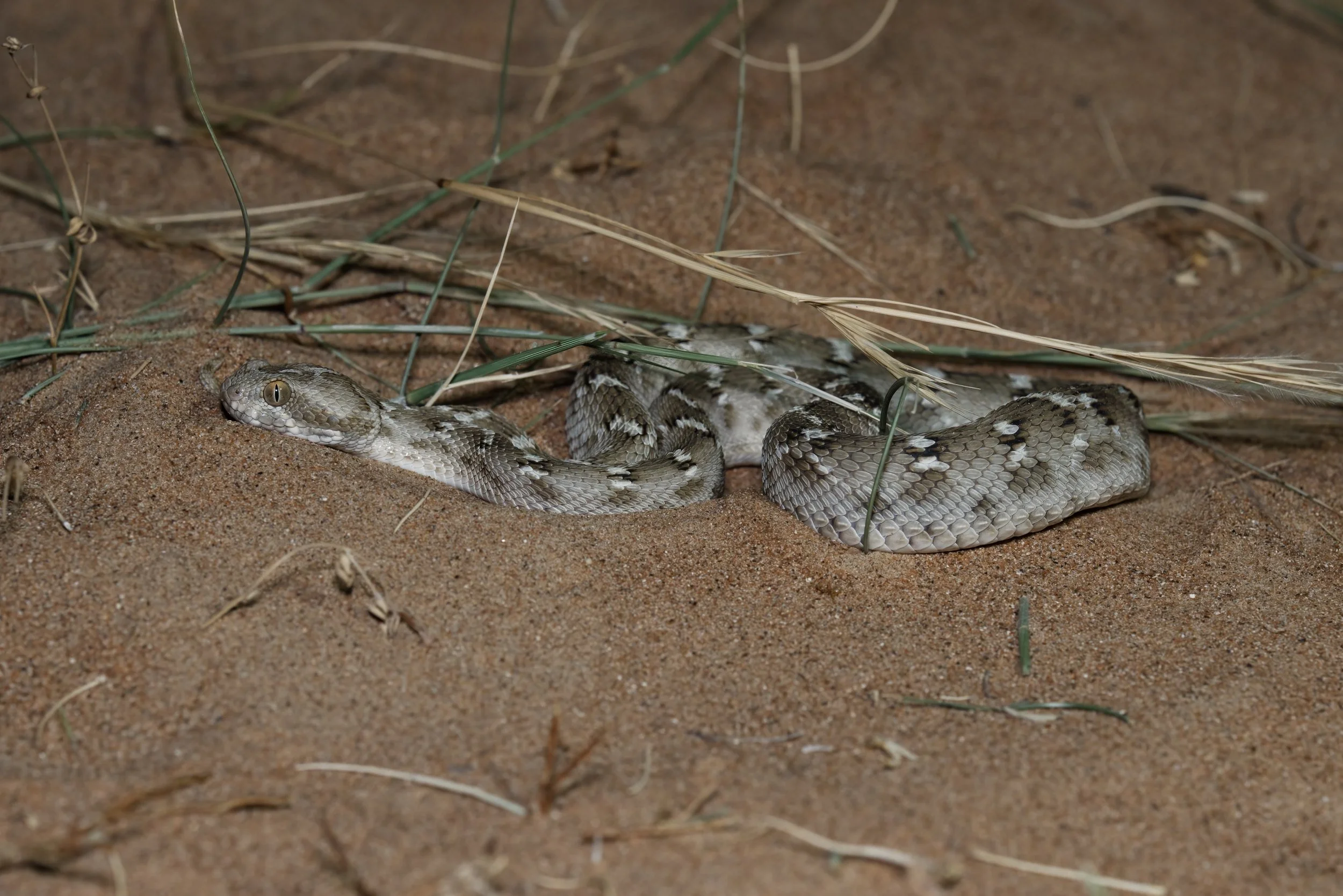 Sindh Saw-scaled Viper \ Echis carinatus