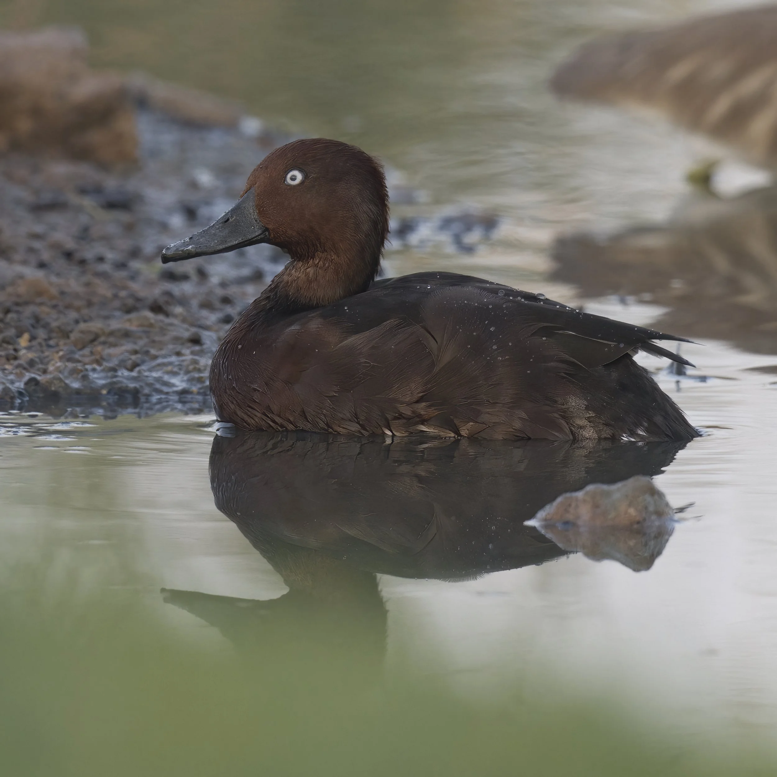 Ferruginous Duck (Aythya nyroca)
