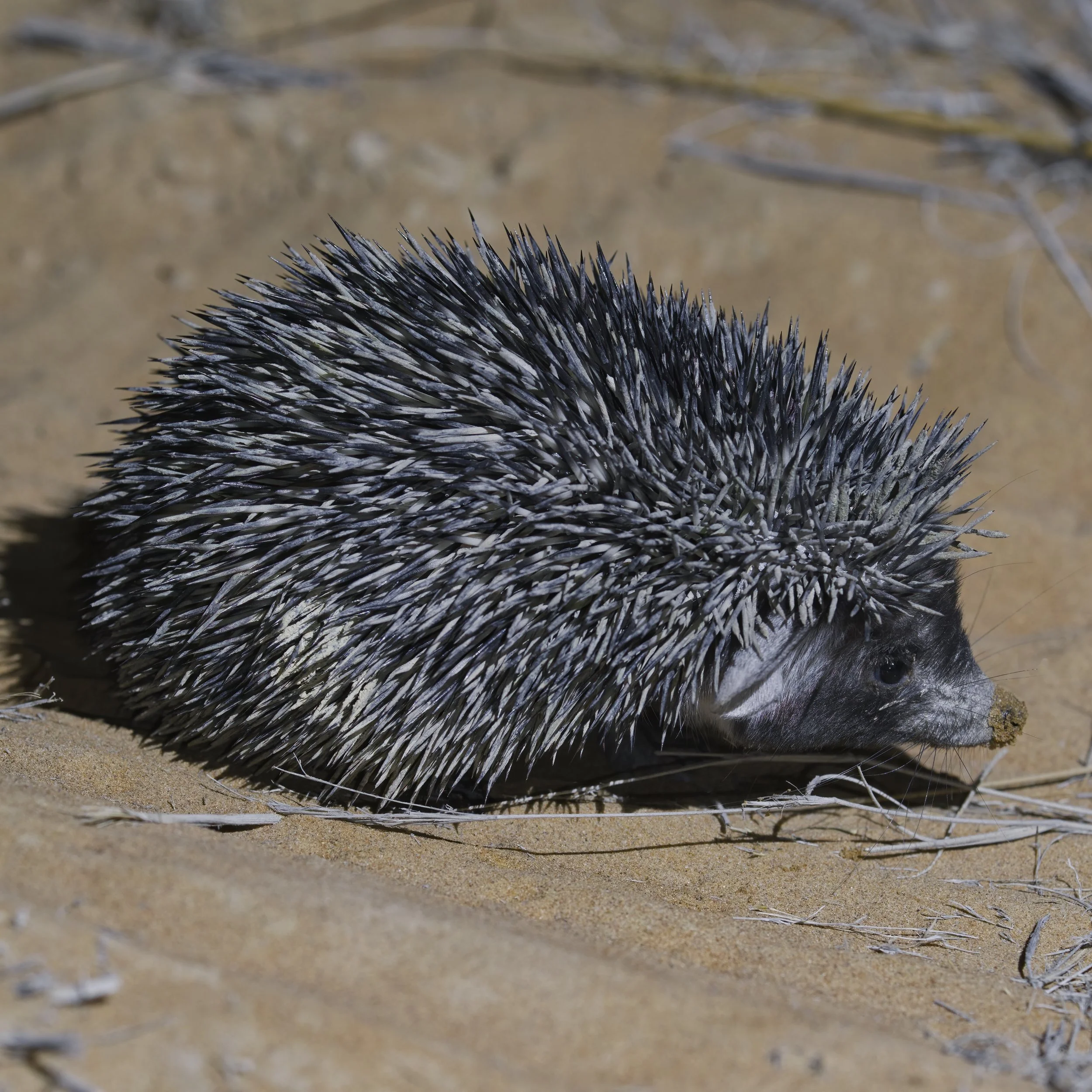 Desert Hedgehog \ Paraechinus aethiopicus