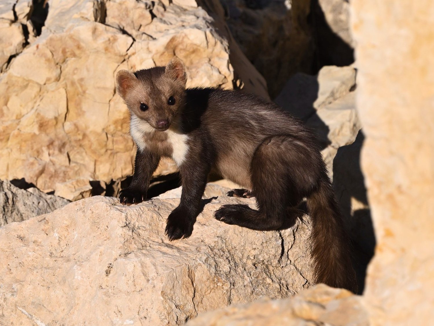 Stone Marten, Lebanon