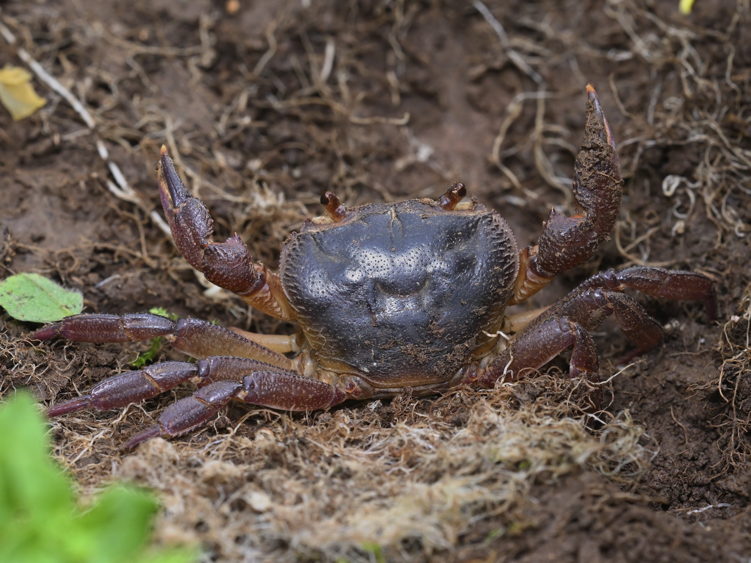 Herping Lebanon
