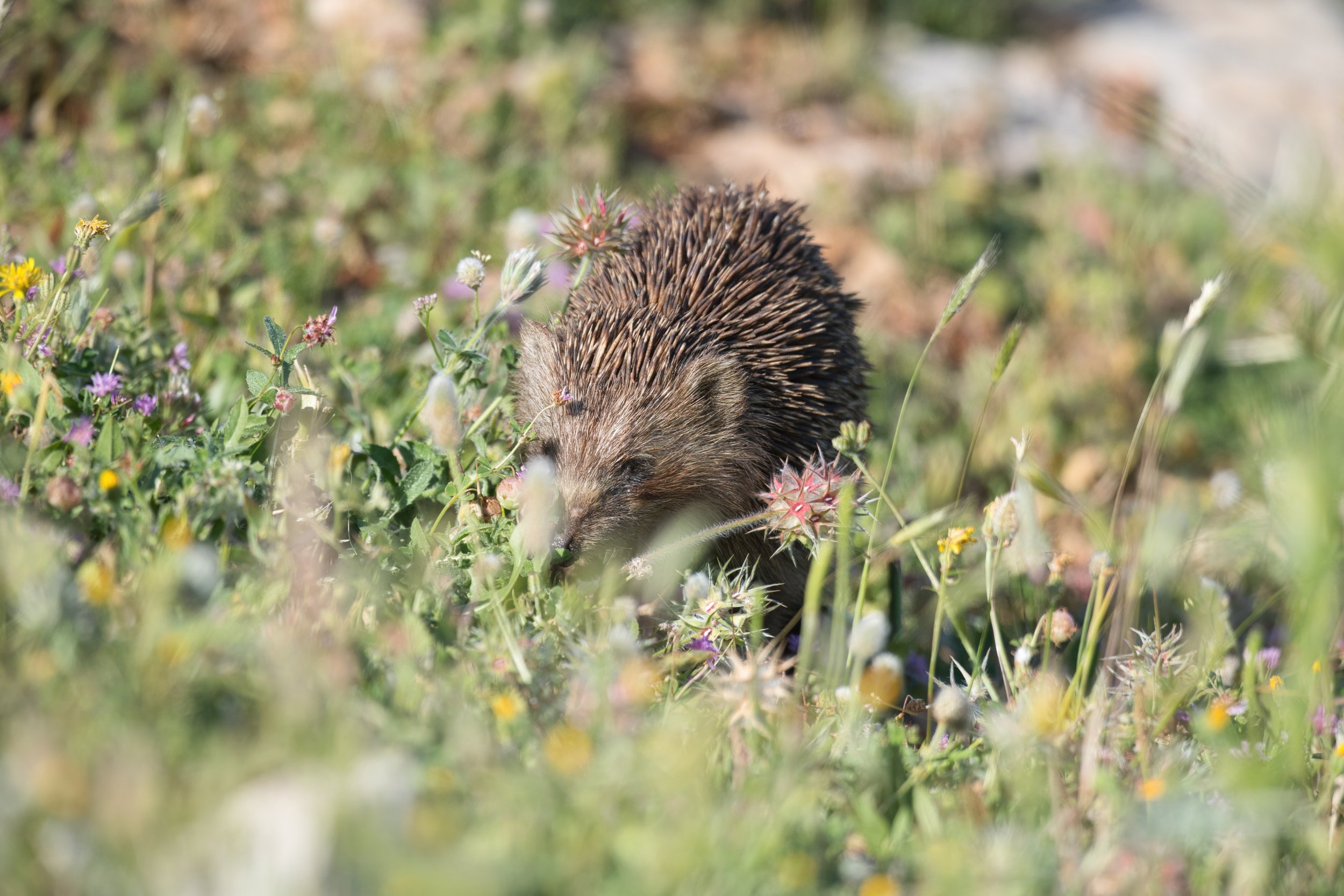 Southern White-breasted Hedgehog (Erinaceus concolor)