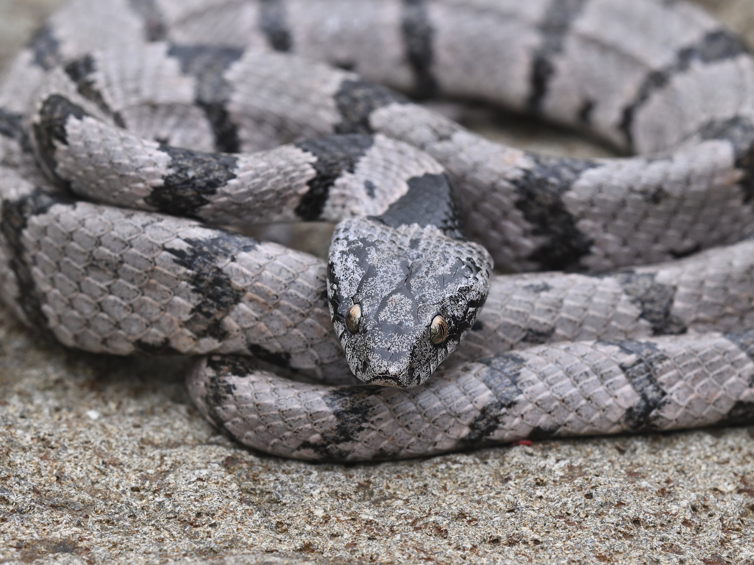 Mediterranean Cat Snake (Telescopus fallax syriacus)
