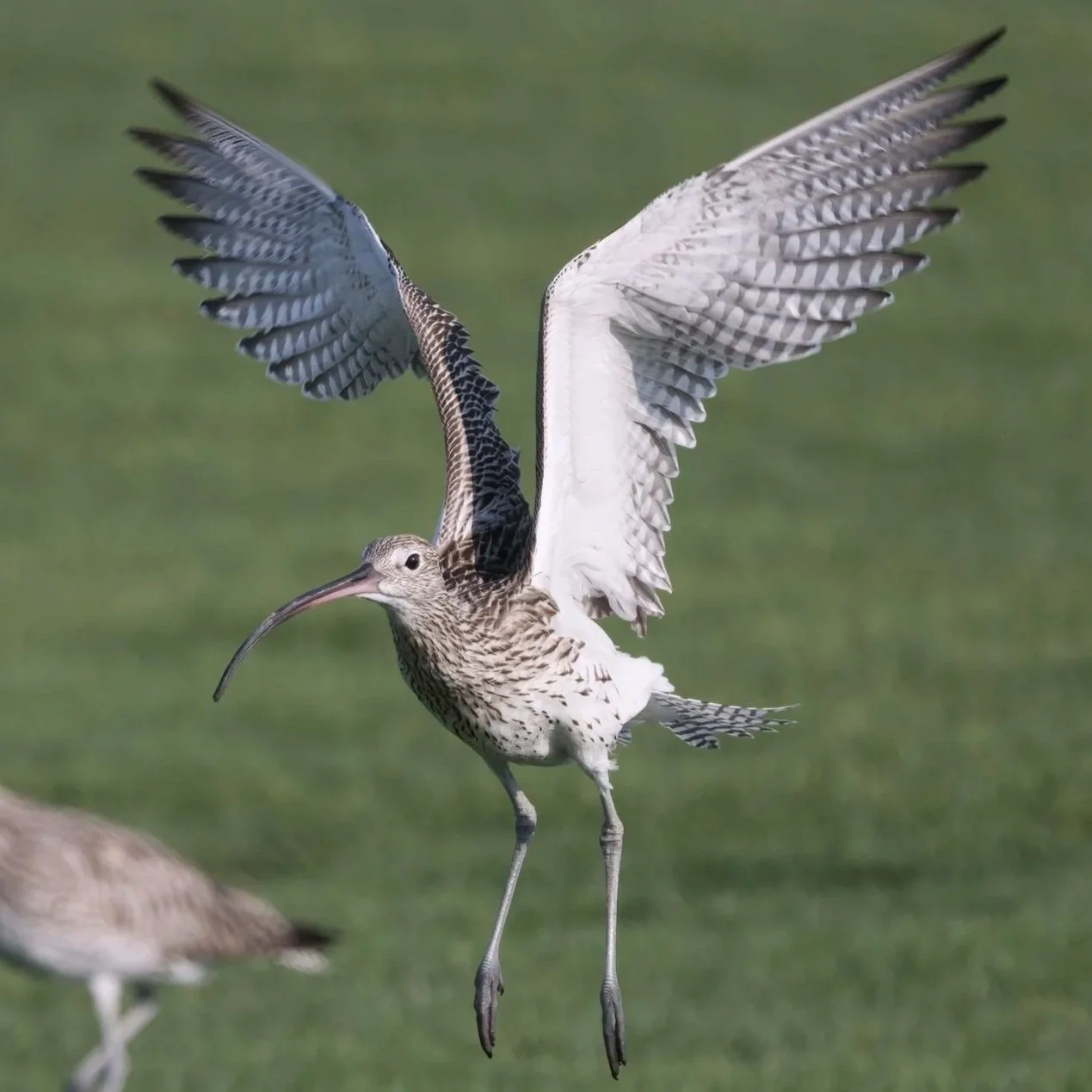 Eurasian Curlew / Numenius arquata