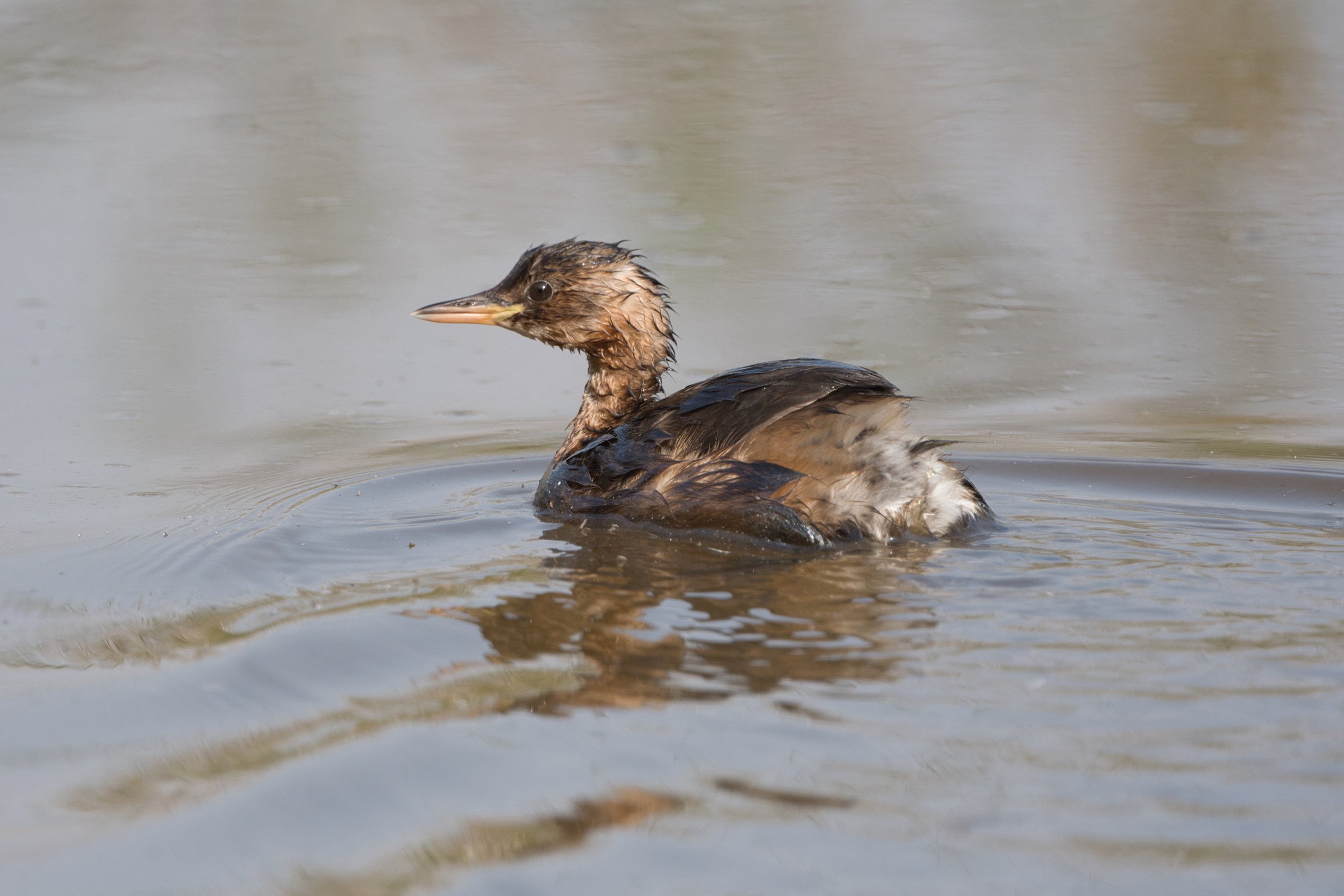 Little Grebe D52_7650.jpeg