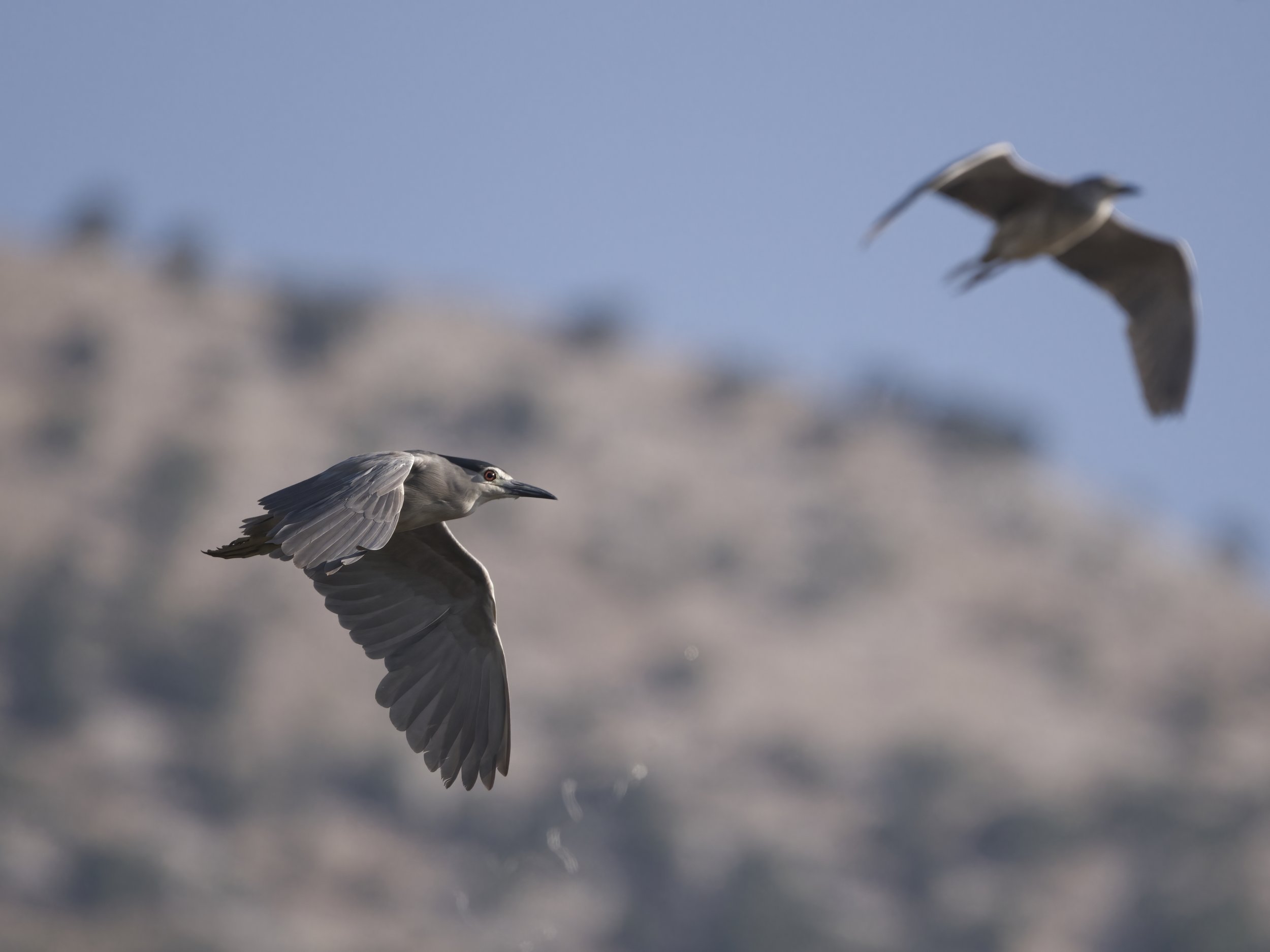 Z09_3565-Black-crowned Night Heron.jpeg