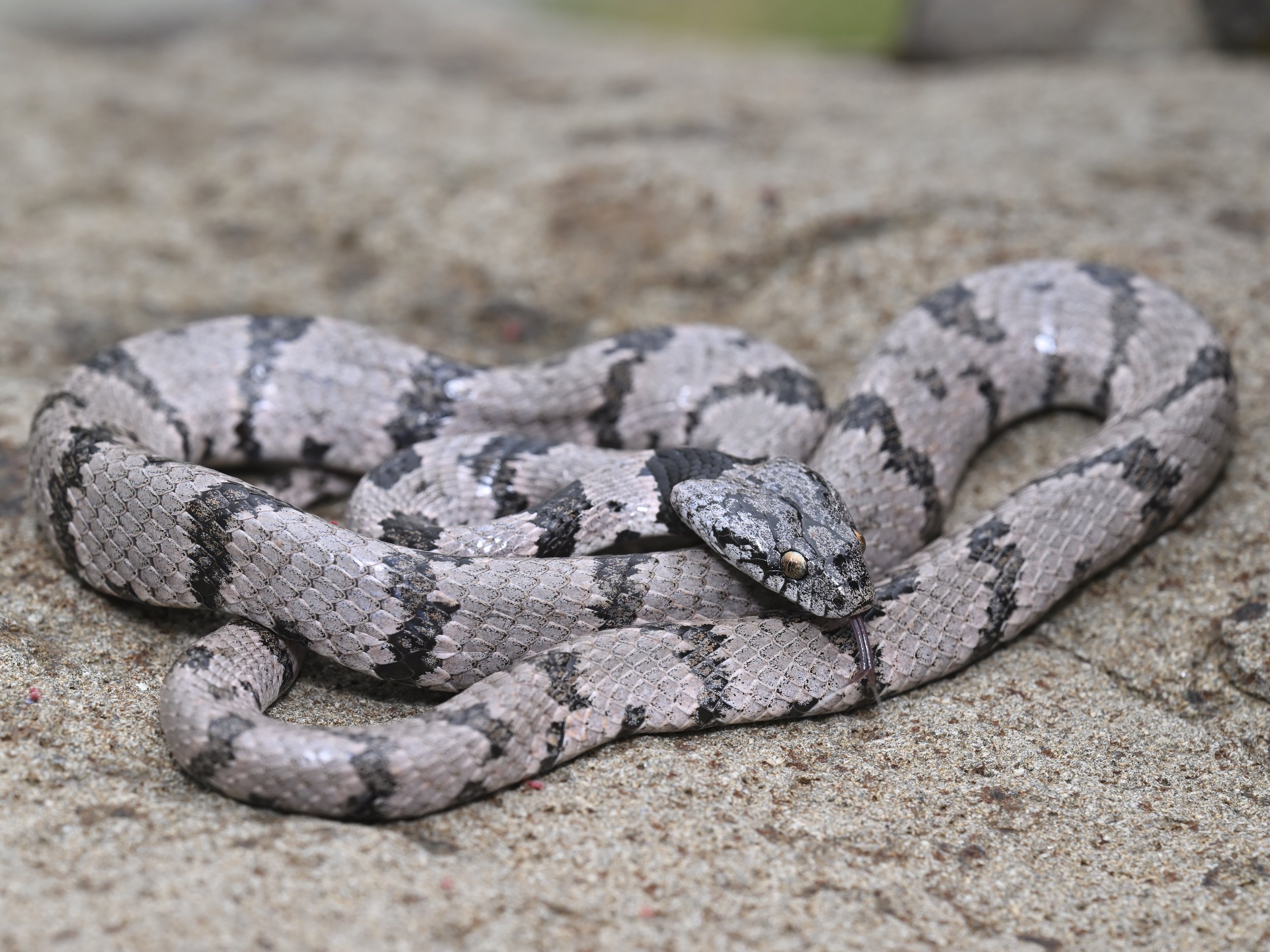 Lebanon Snakes