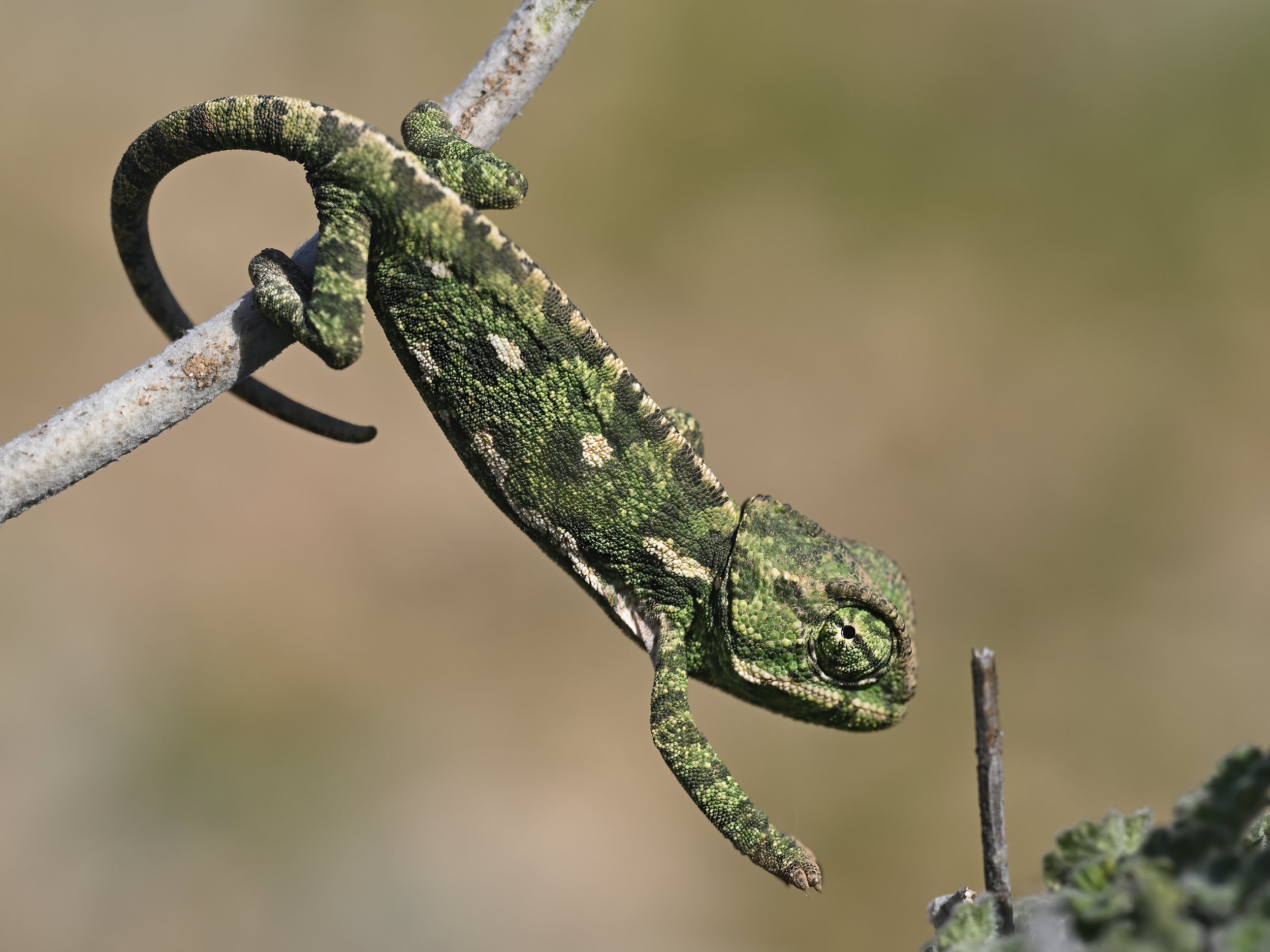 Wildlife Photography Lebanon