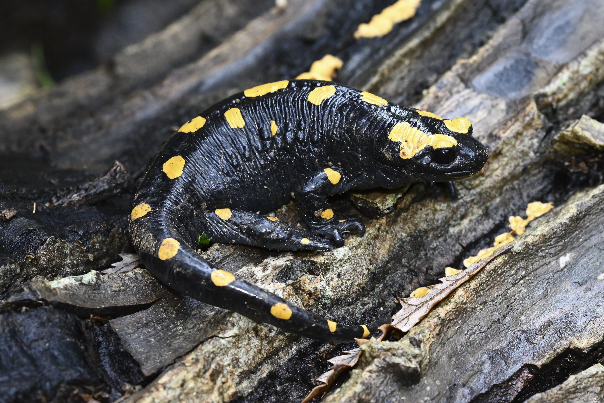 Near Eastern Fire Salamander Mokhtara