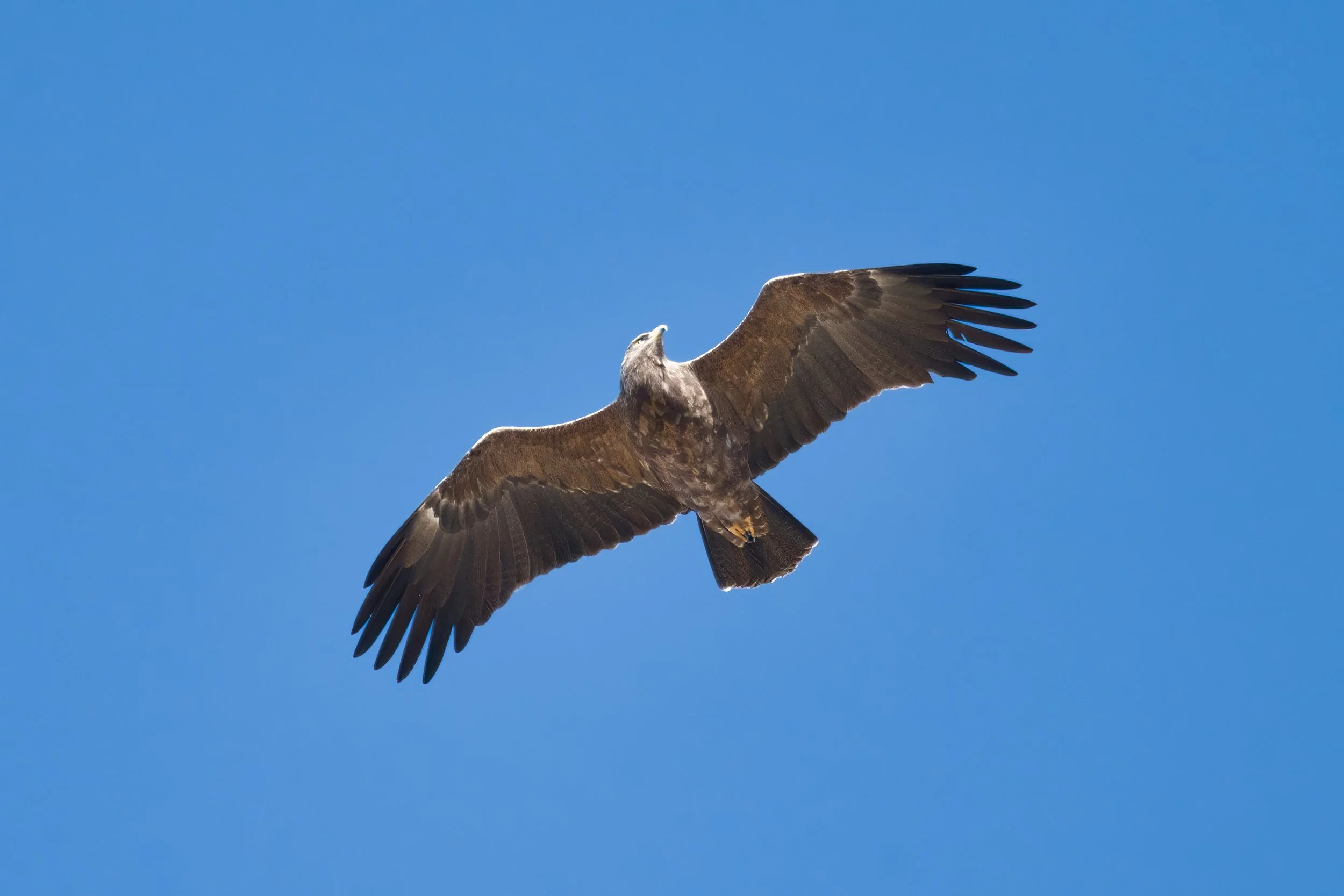 Birds migration lebanon
