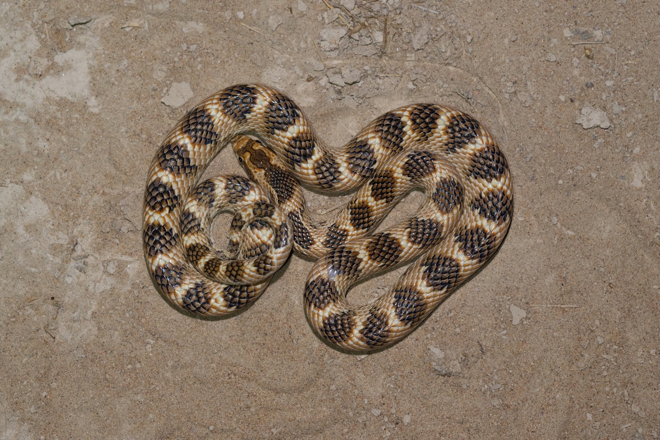 Crowned Leaf-nosed Snake \ Lytorhynchus diadema