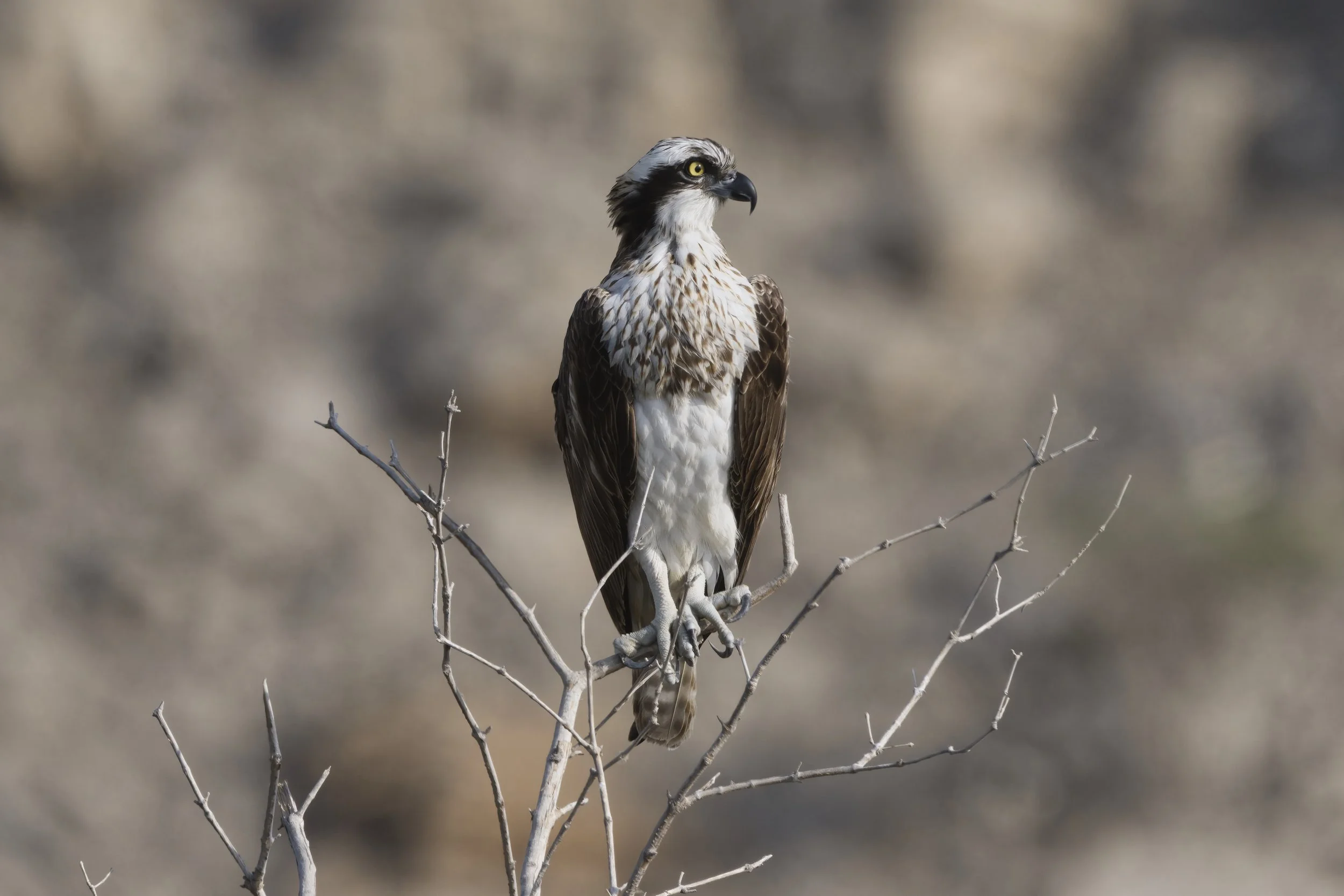 Birds watching trips UAE