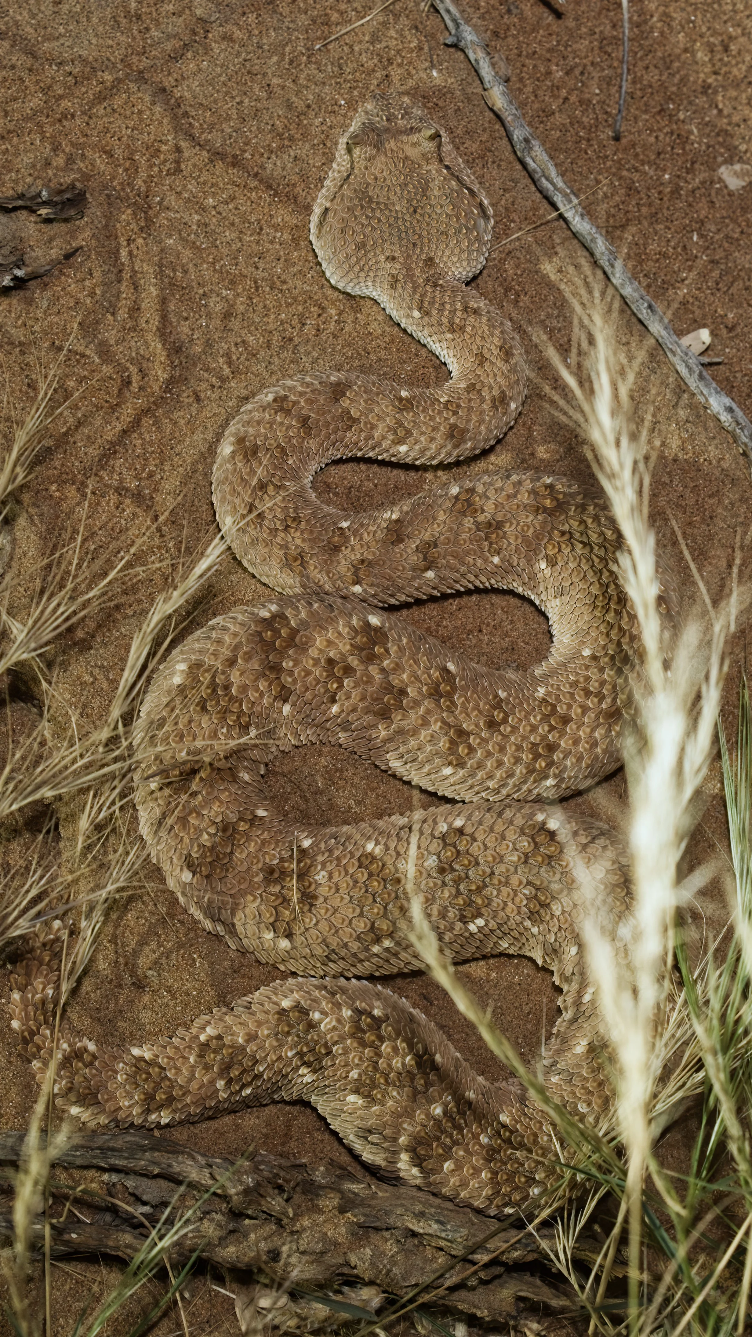Arabian Horned Viper_Z090631.jpeg