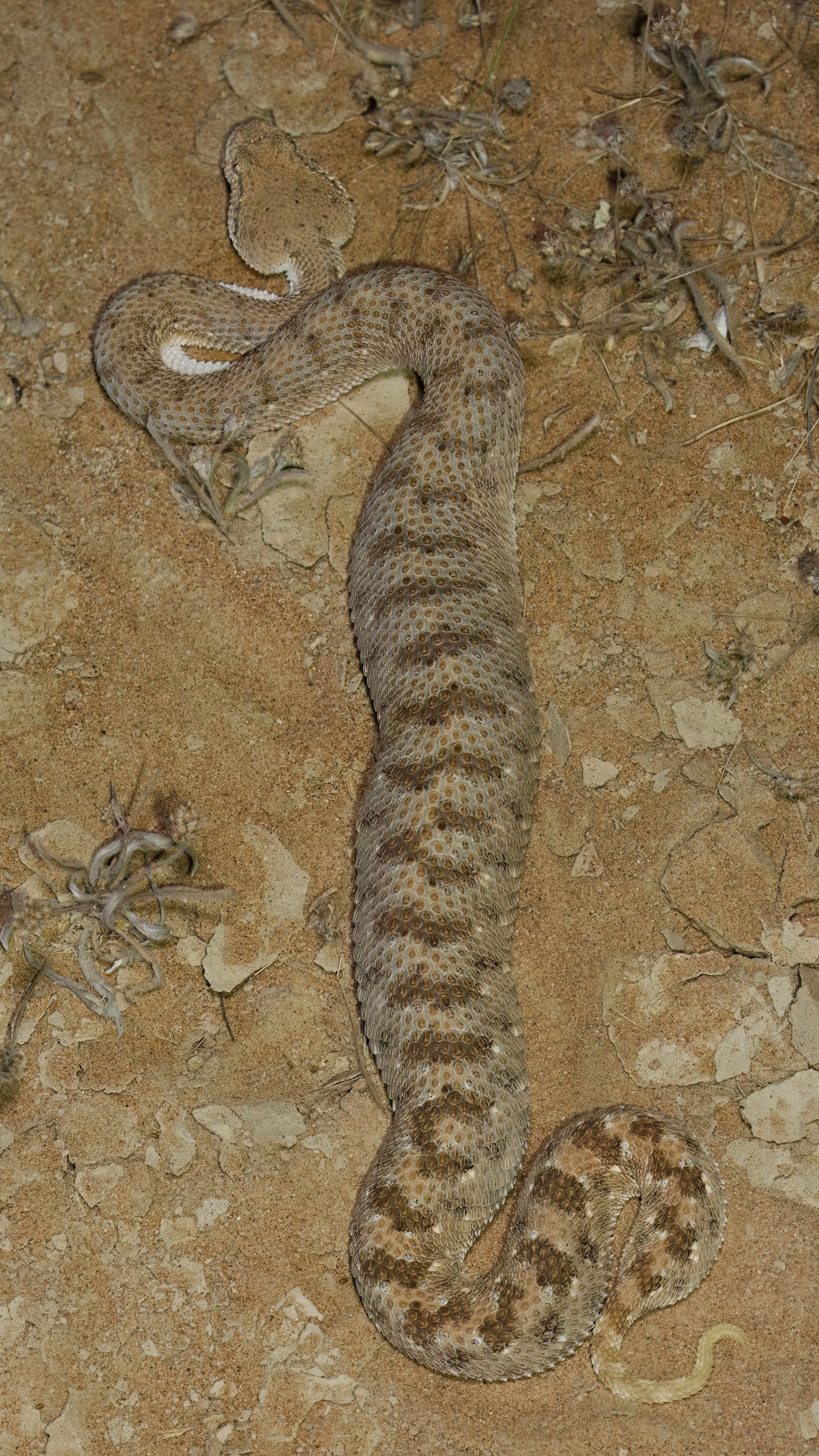Arabian Horned Viper_Z090842.jpeg