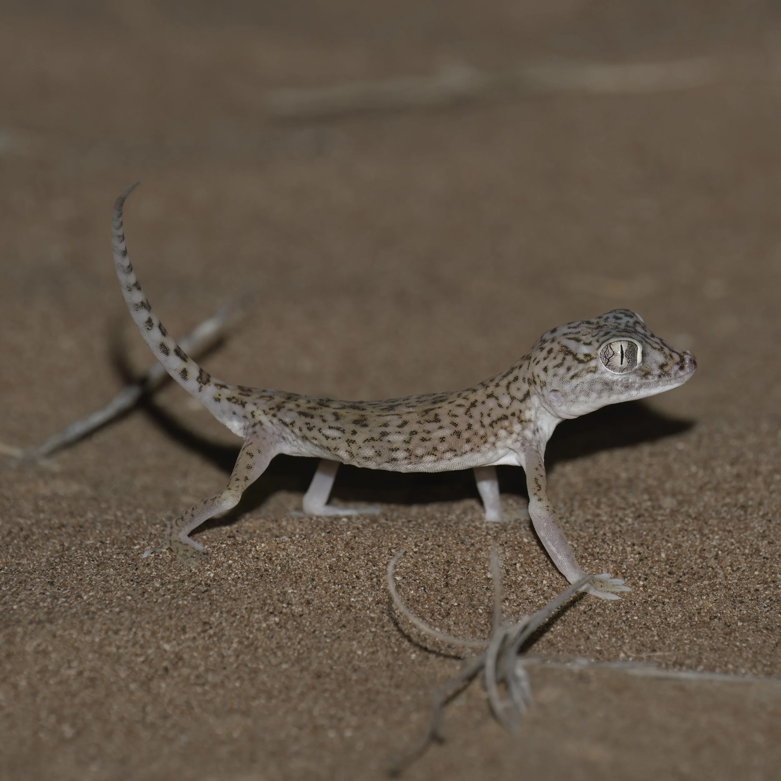 Dune Sand Gecko (Stenodactylus doriae)