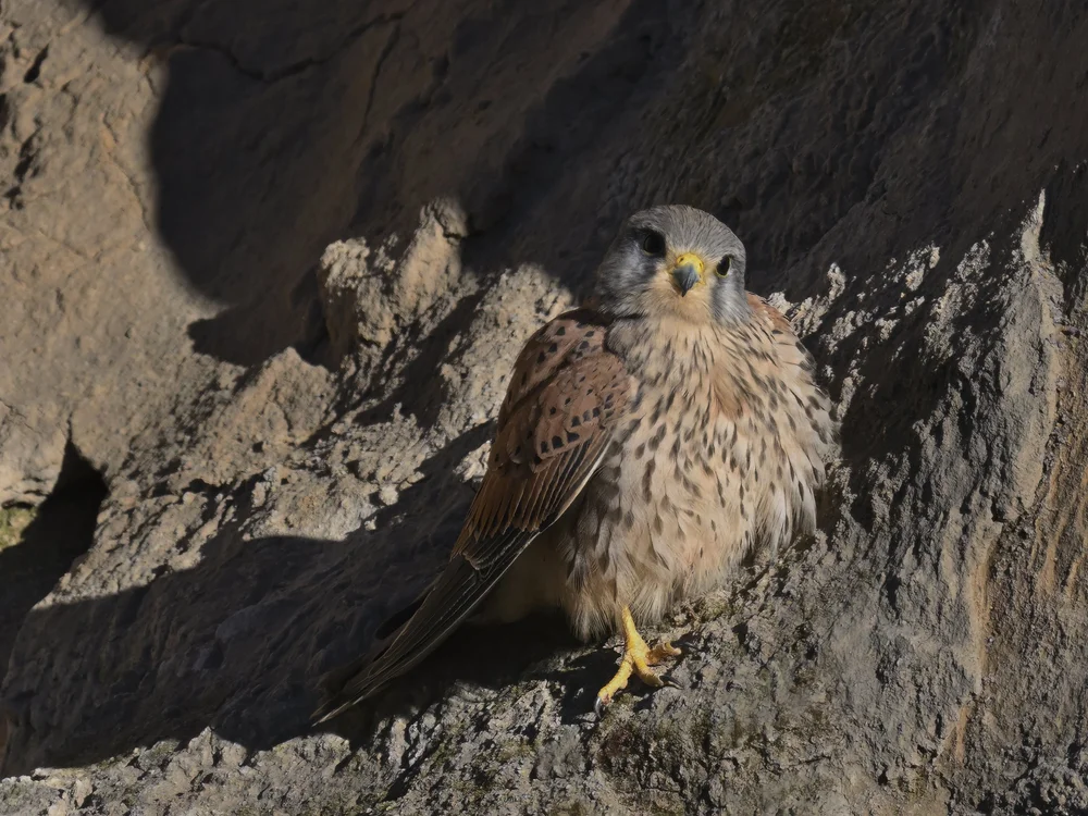 Eurasian Kestrel — best of the story