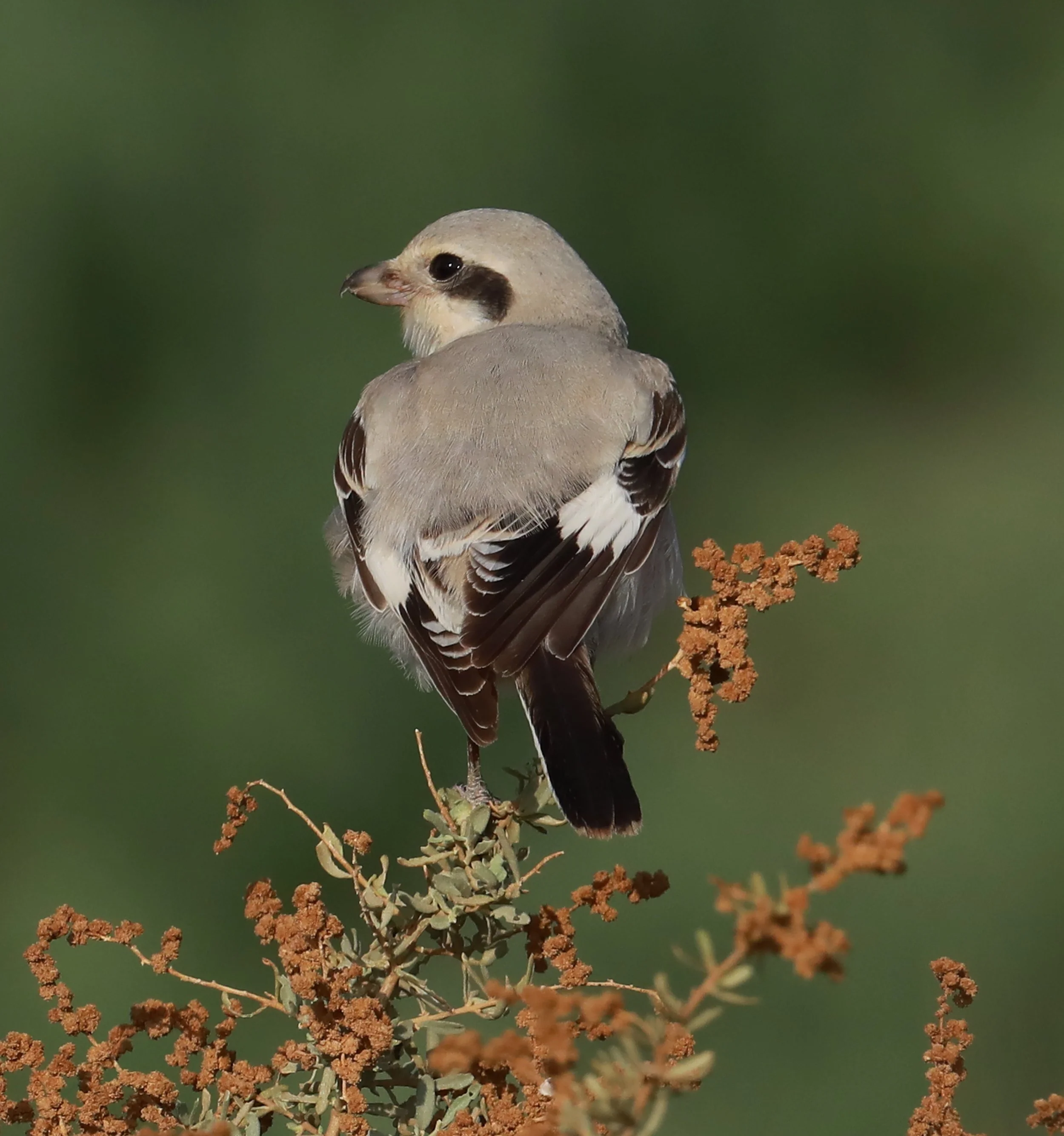 Photo Credit: Paul Kinnock