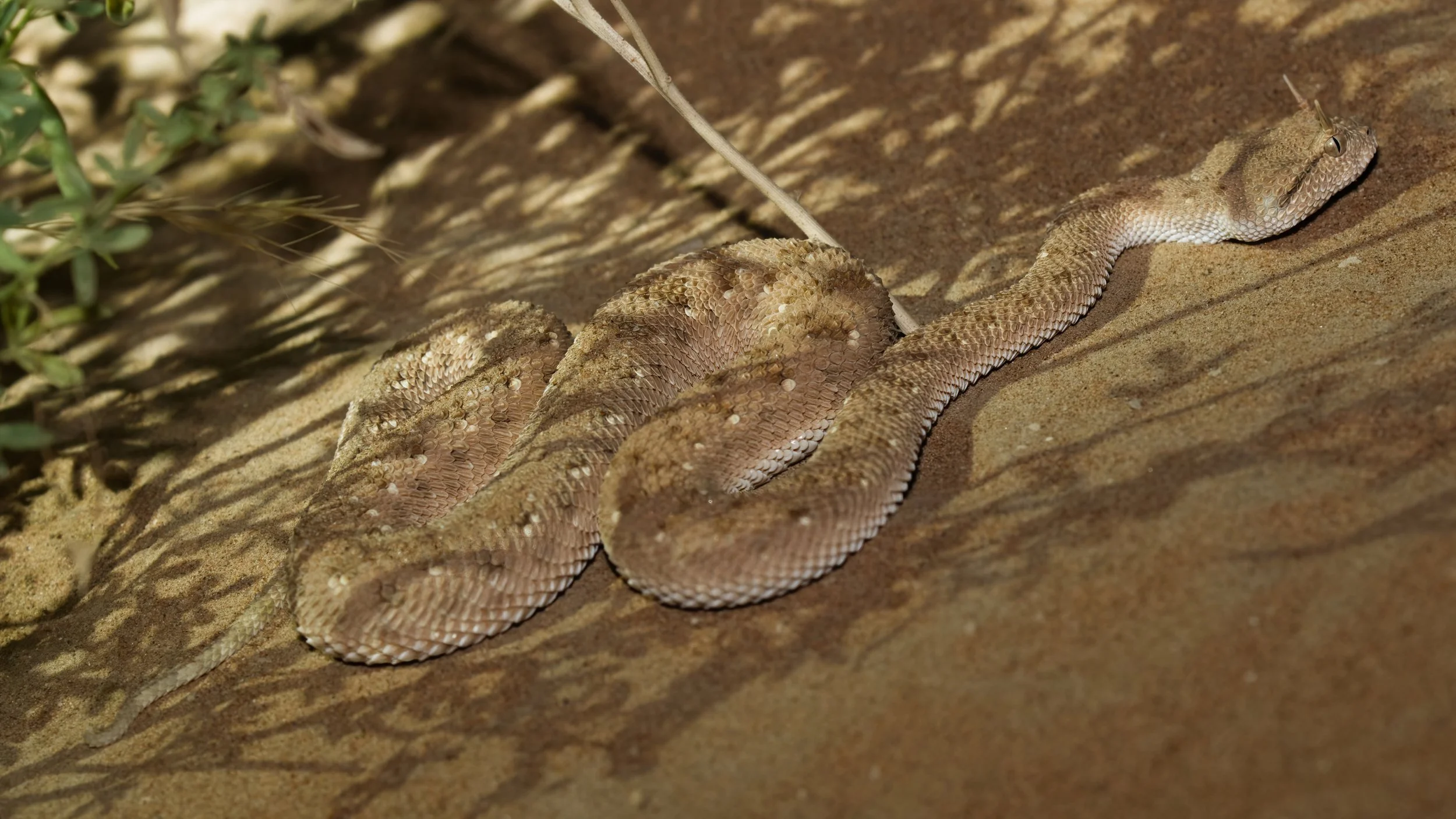 Arabian Horned Viper_Z090555.jpeg