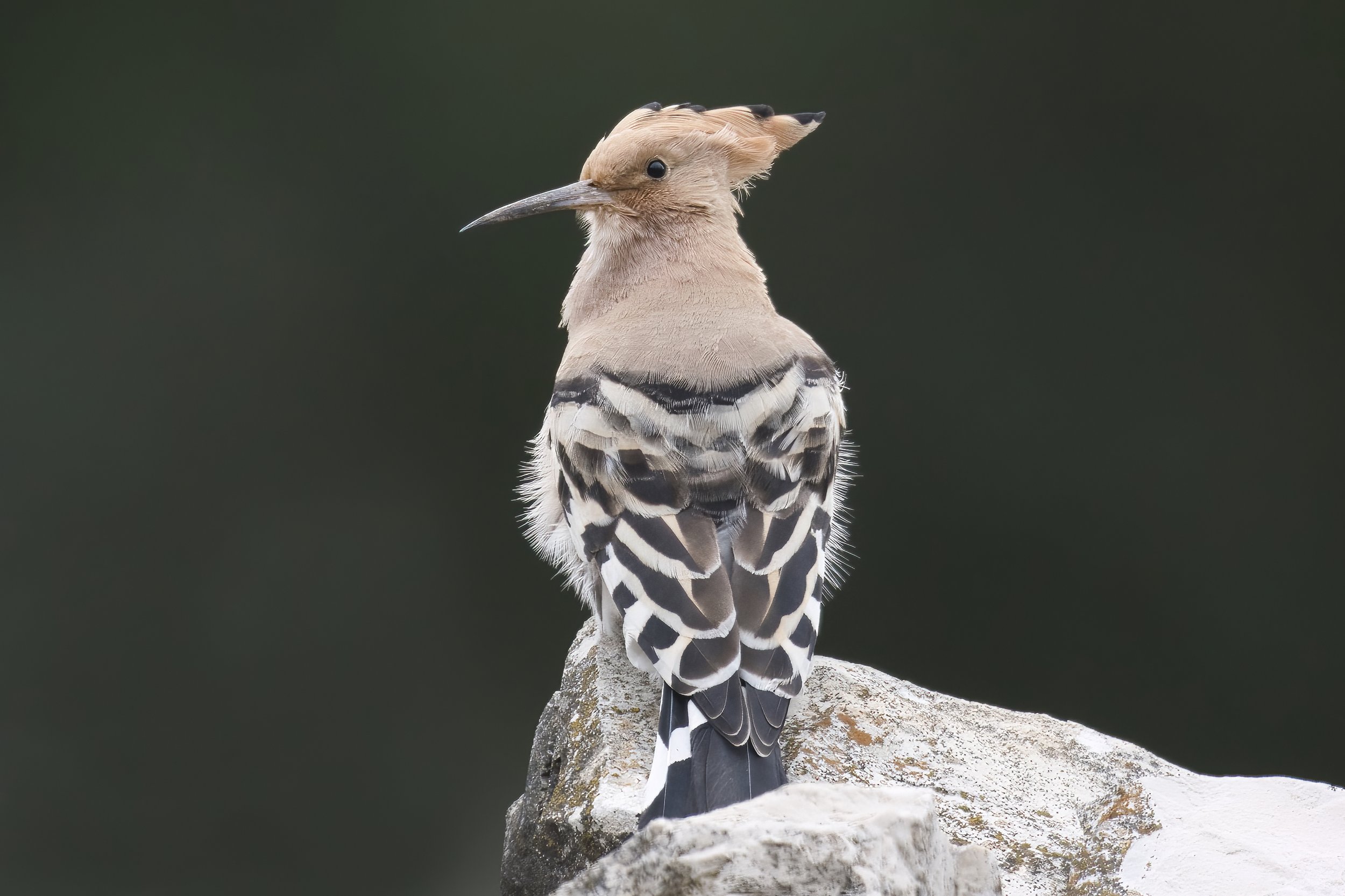 Lebanon Birds
