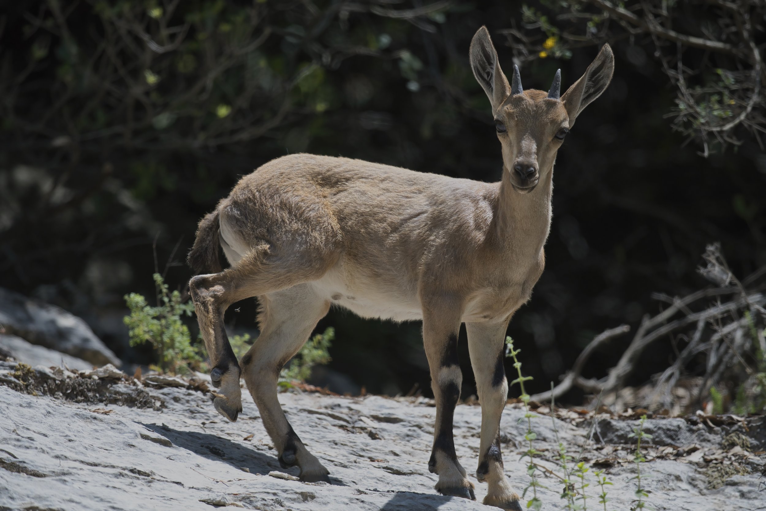Nubian Ibex