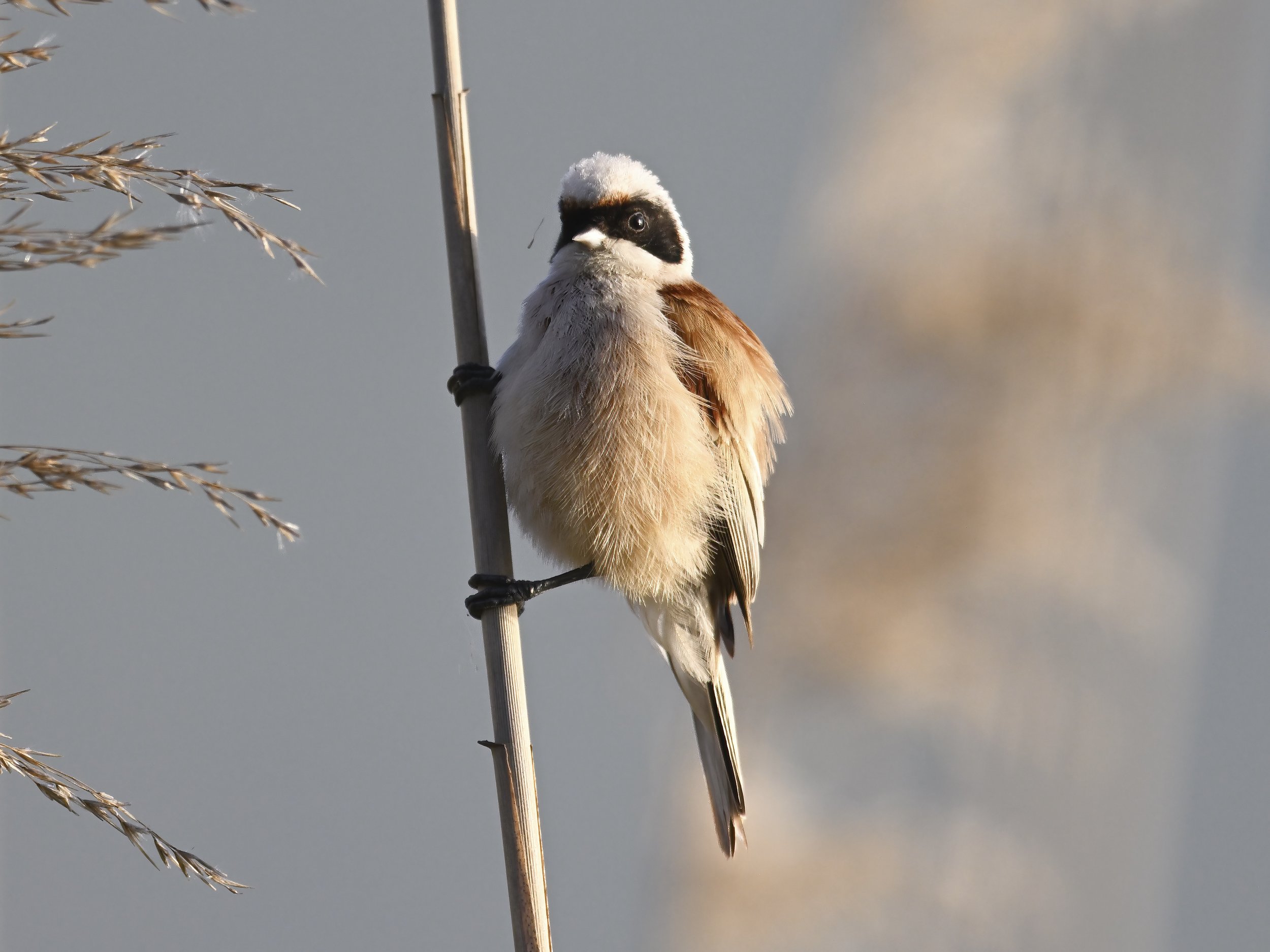 Birds of lebanon