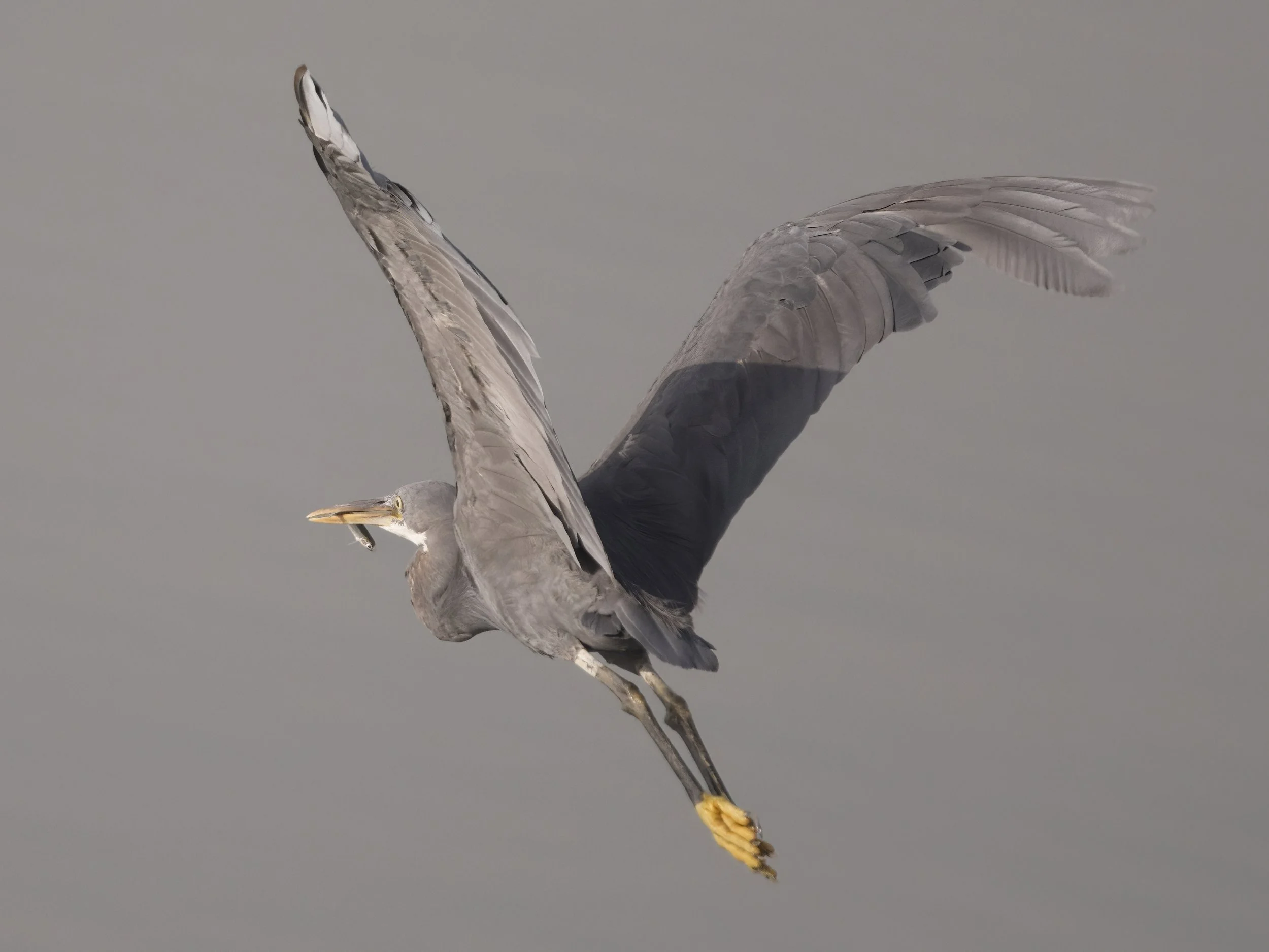 Birds of United Arab Emirates