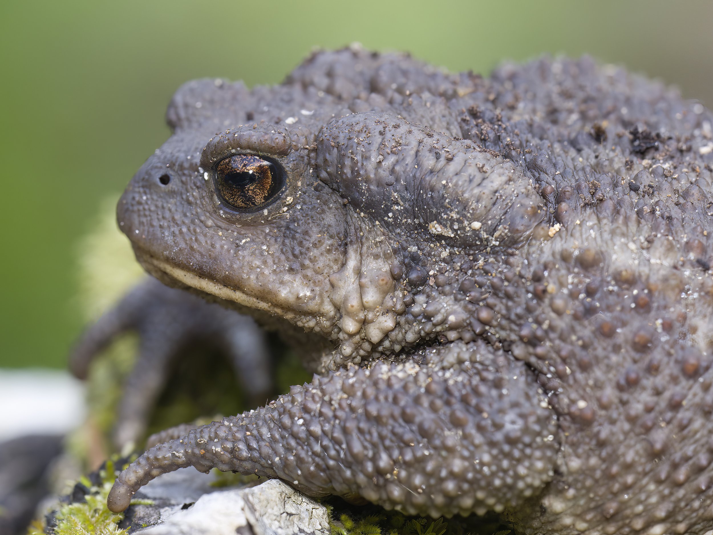 Toads Reptiles