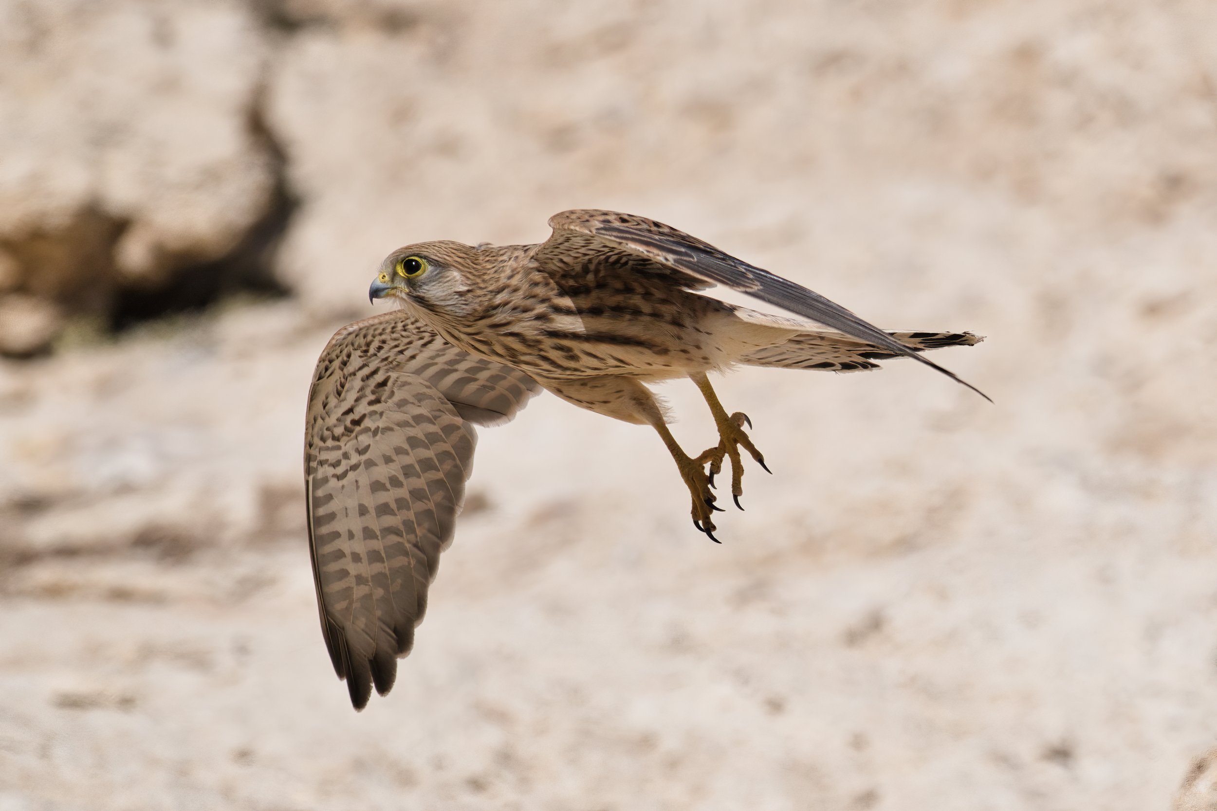 Common Kestrel - Lebanon Lebanon