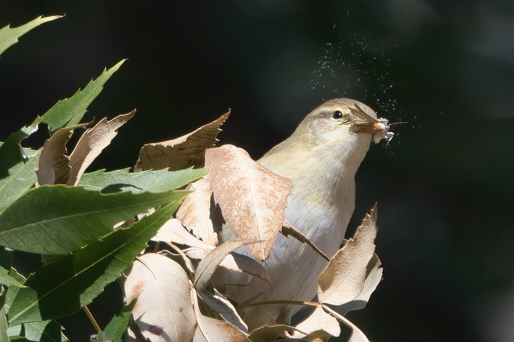 Birds of Lebanon