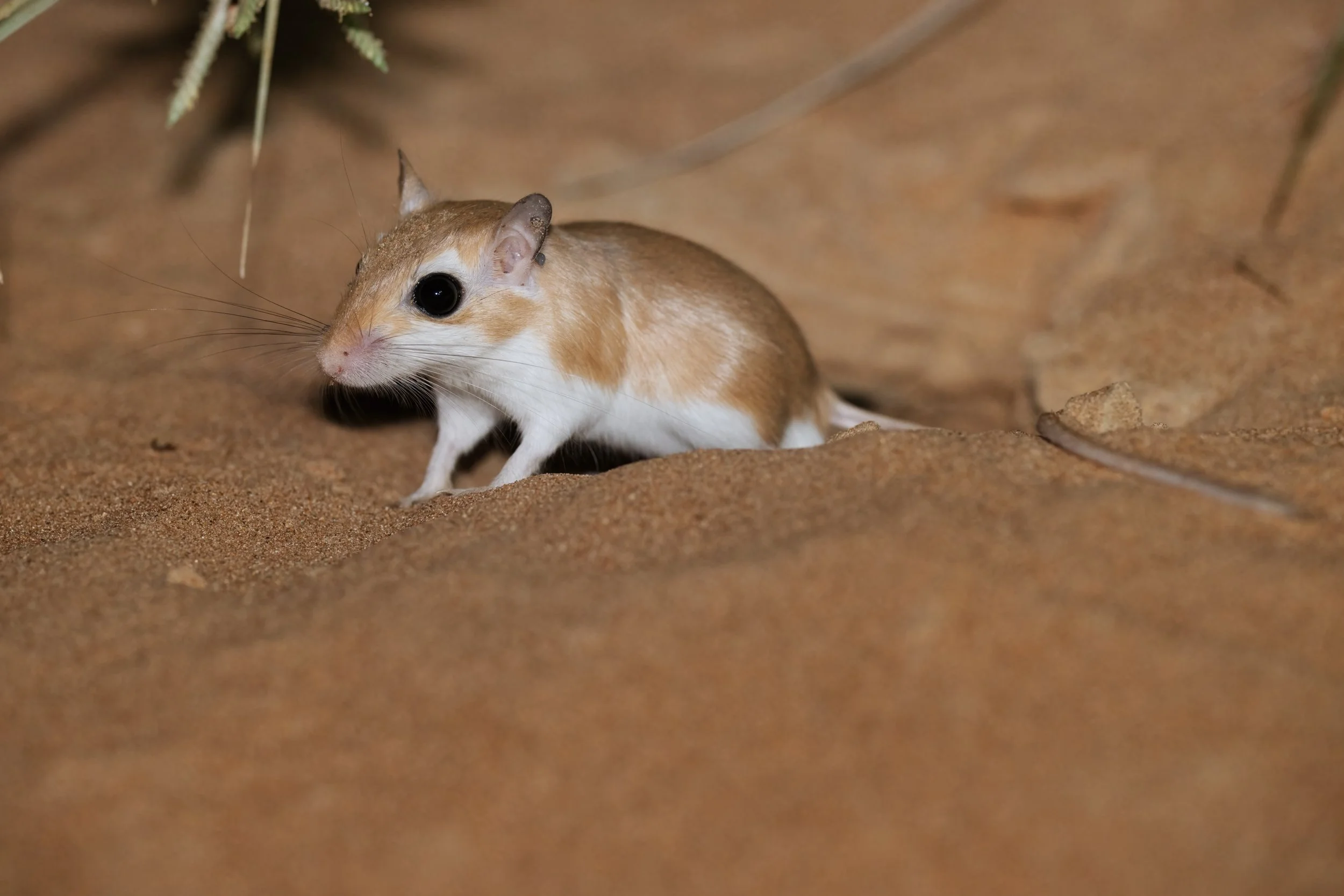 Small rodent with large black eyes and a white underbelly on sandy ground, with sparse desert vegetation nearby.
