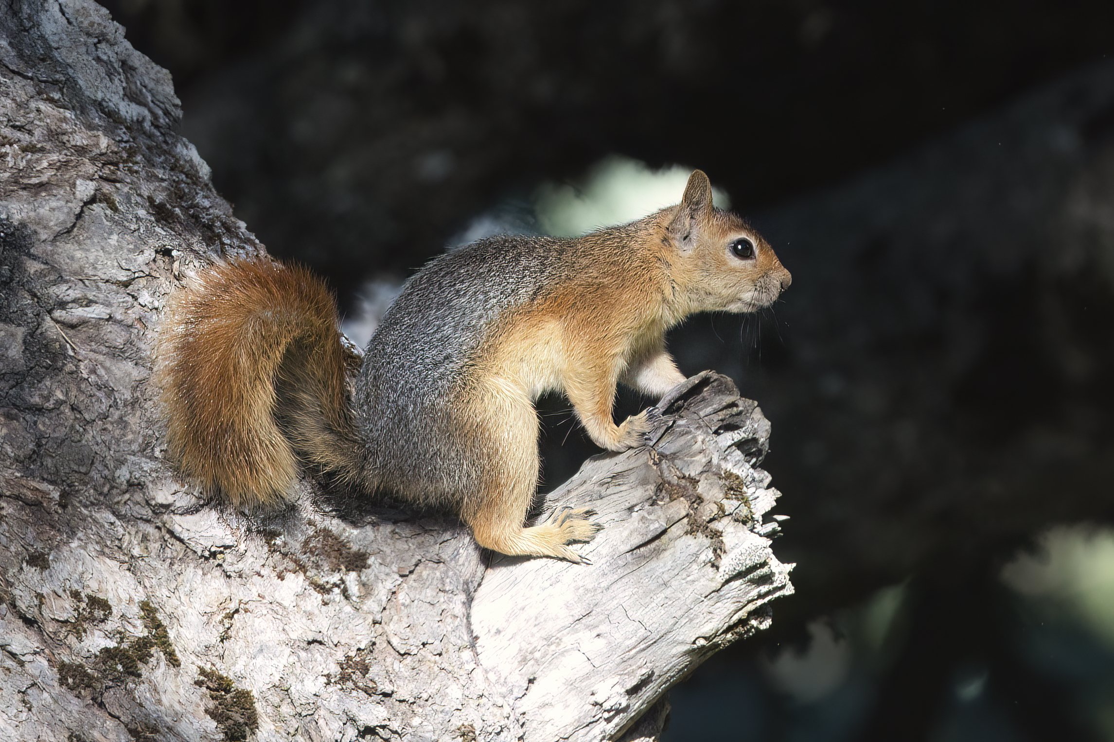 Mammals Lebanon