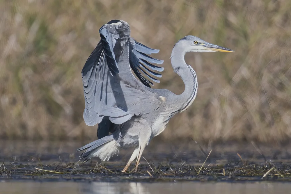 Grey Heron in flight, Lebanon