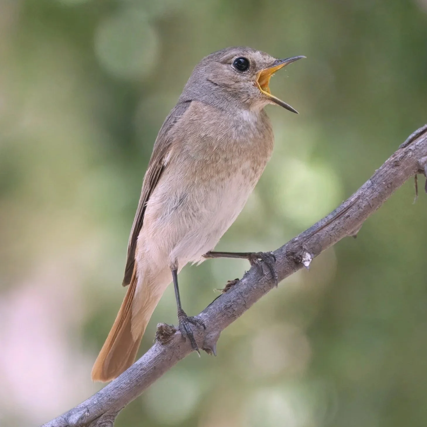Common Redstart (Phoenicurus phoenicurus)