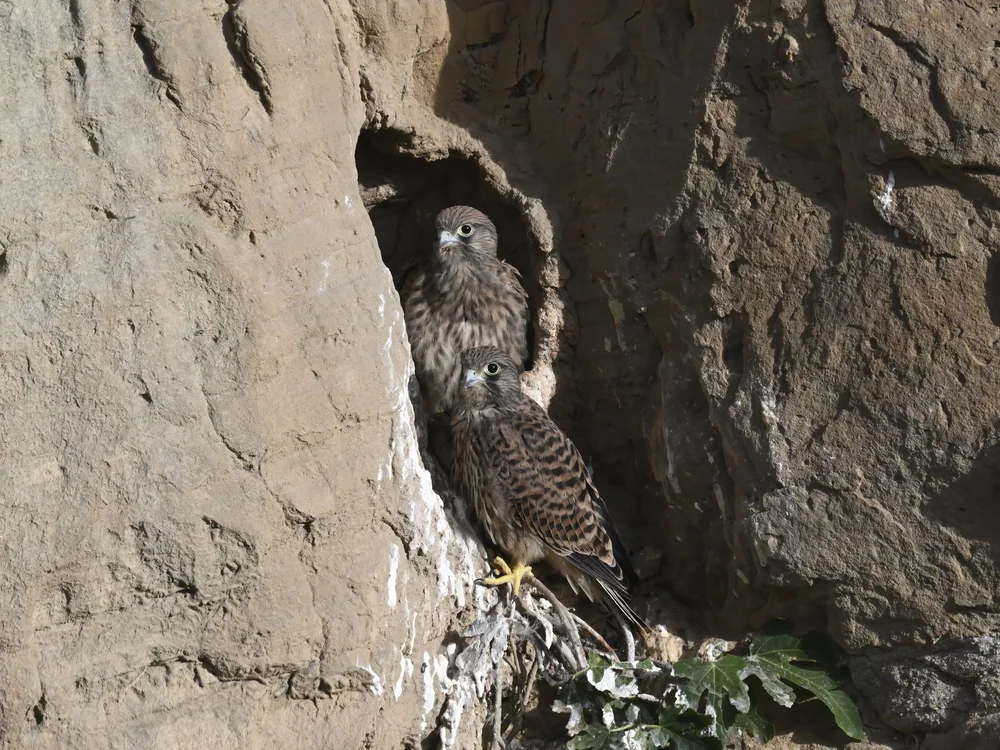 Eurasian Kestrel — best of the story