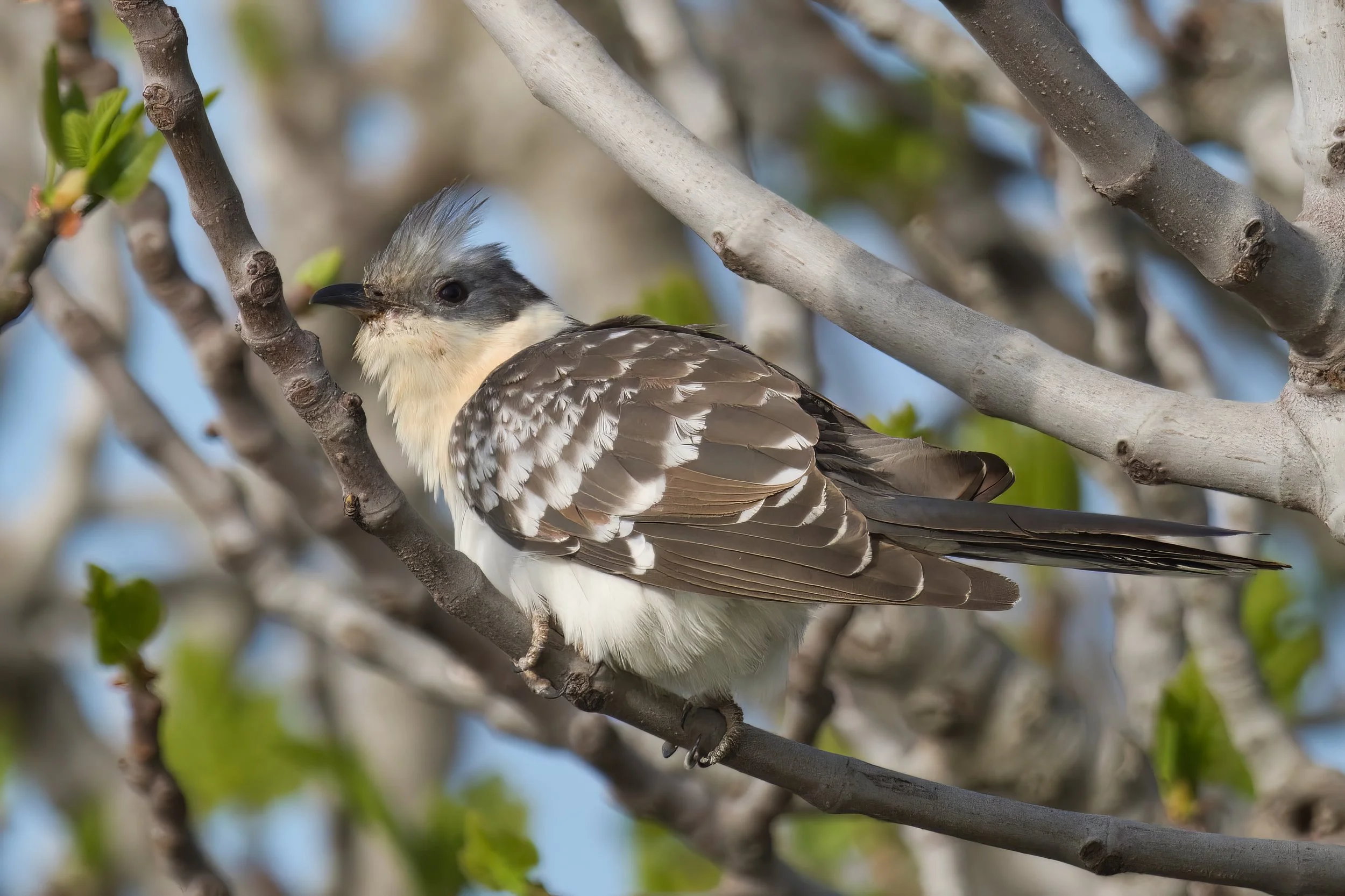 Great spotted cuckoo D54_0454.jpeg