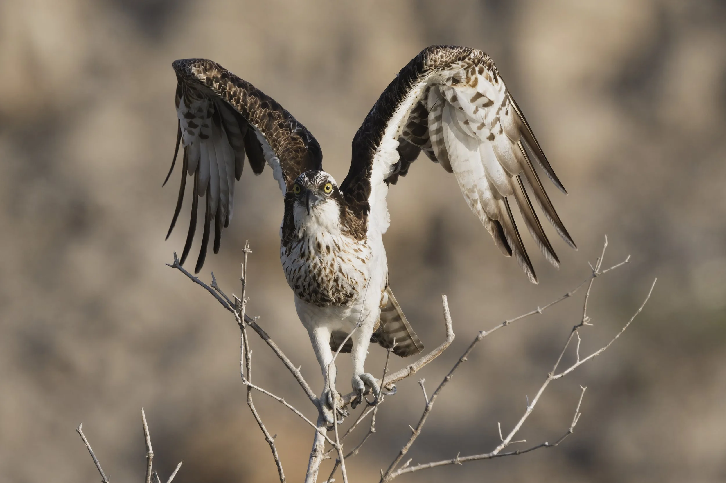 Birds photography trips UAE