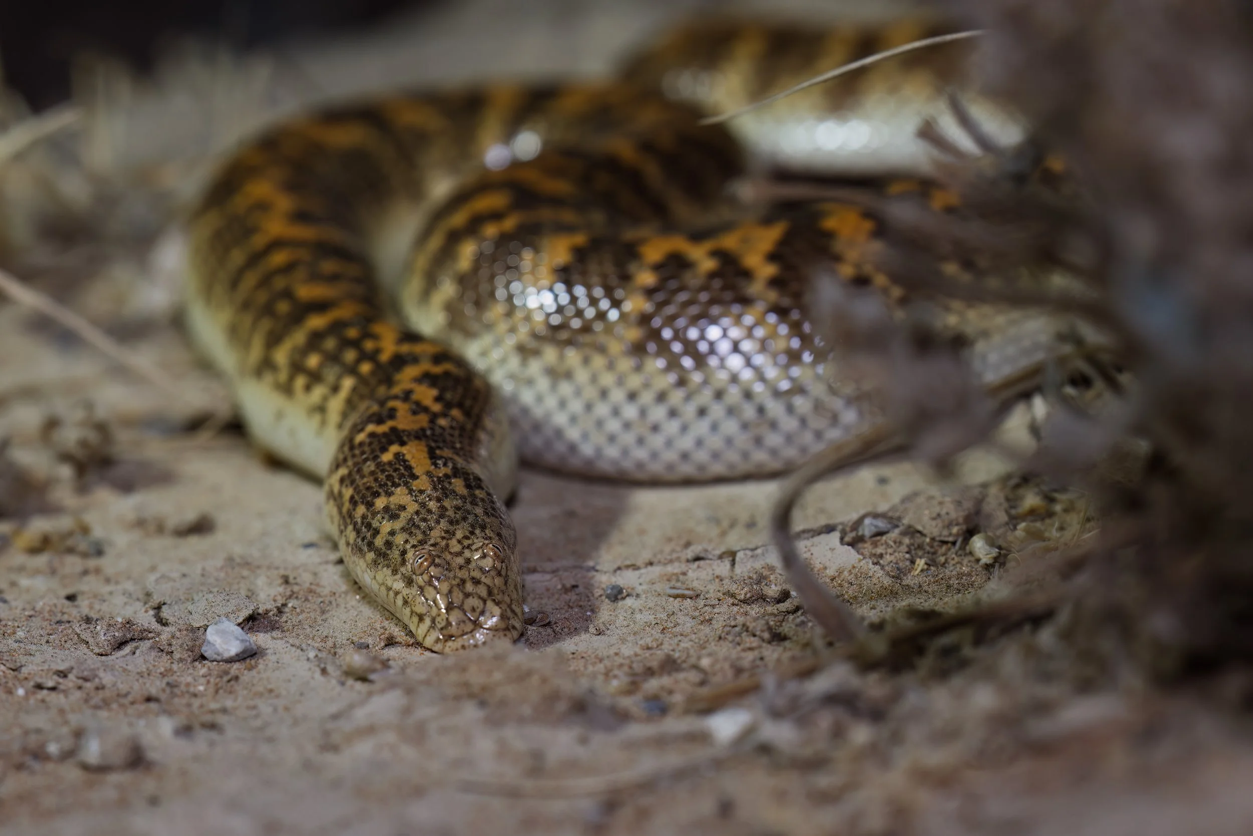 Arabian Sand Boa (Eryx jayakari)