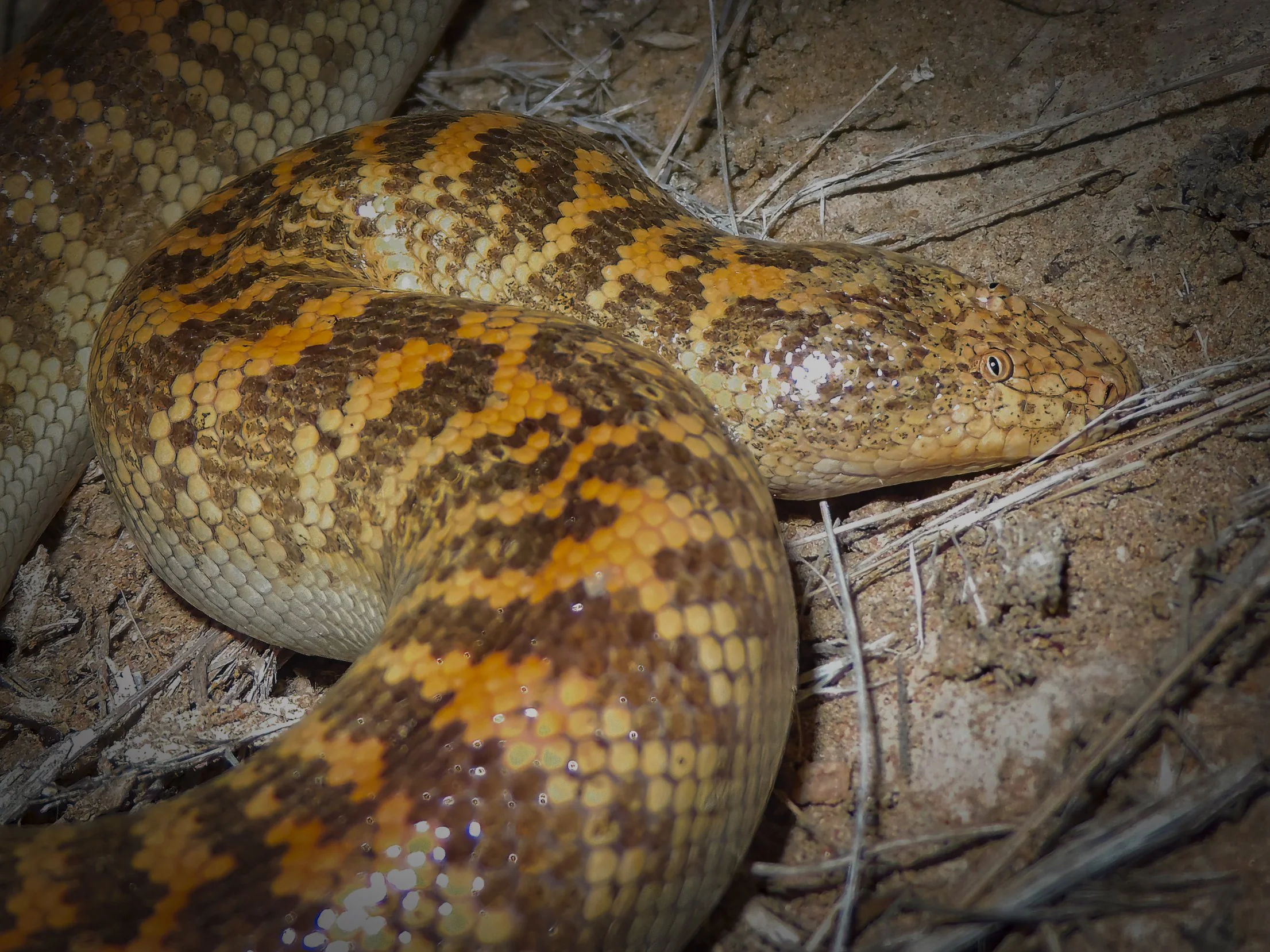 Arabian Sand Boa (Eryx jayakari) by Rami Khashab
