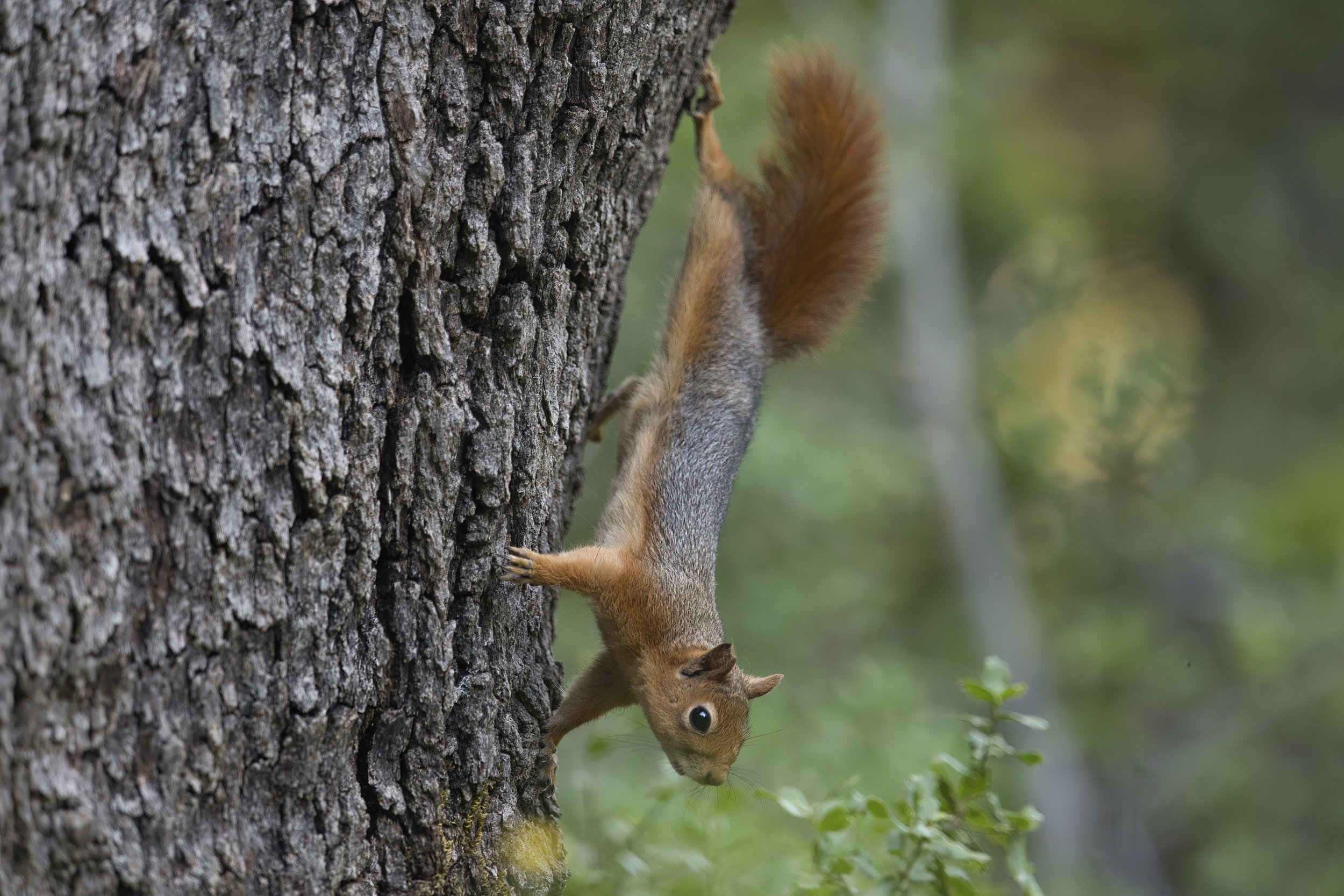 Squirrels Lebanon